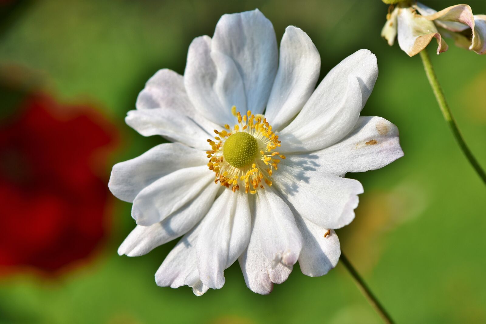 Nikon D7200 sample photo. Anemone, florets, blossom photography