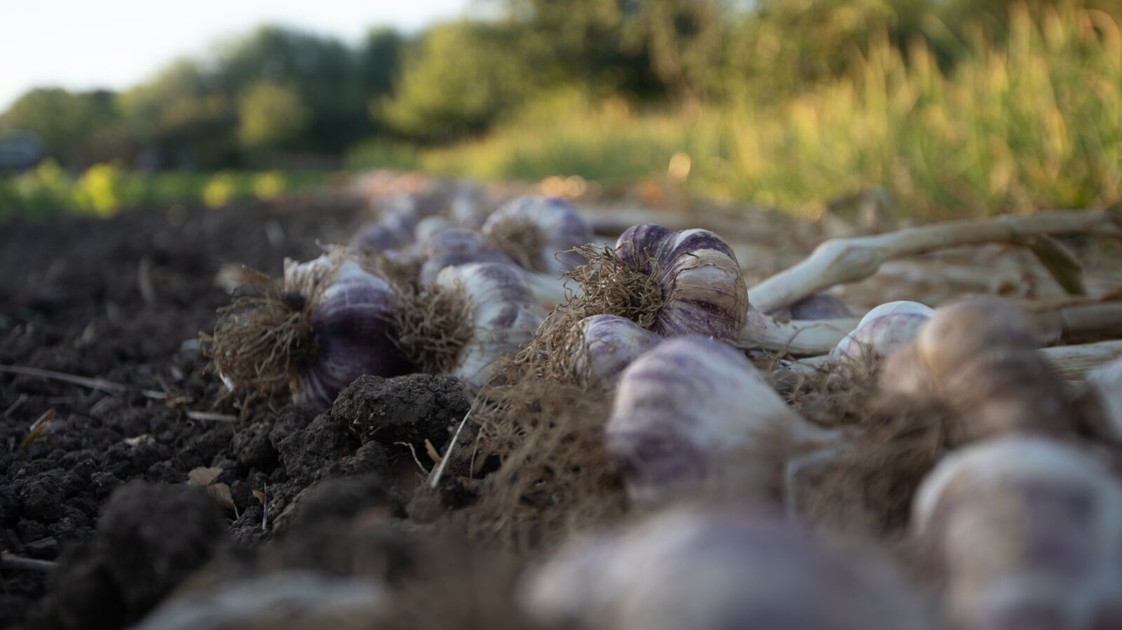 Nikon D750 sample photo. Farm, onions, onion photography