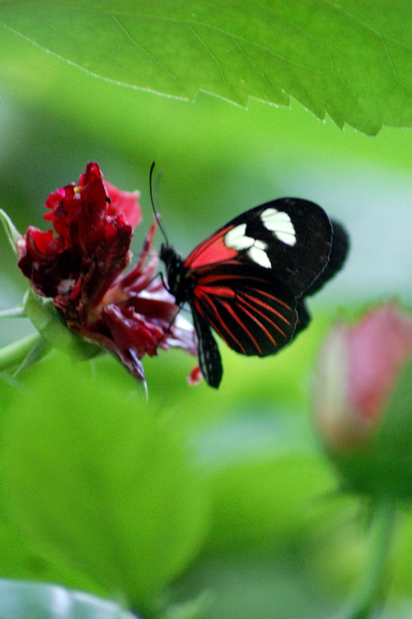 Nikon D40 sample photo. The butterfly, butterfly, the photography