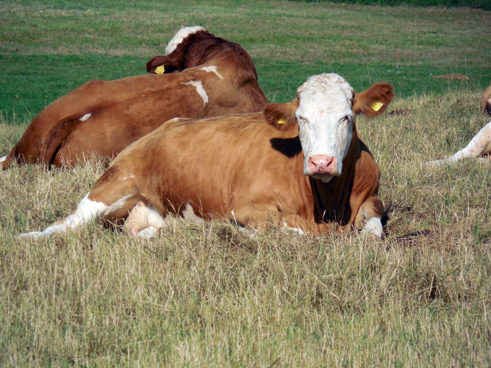 Nikon COOLPIX L620 sample photo. Cows, cattle, animals photography