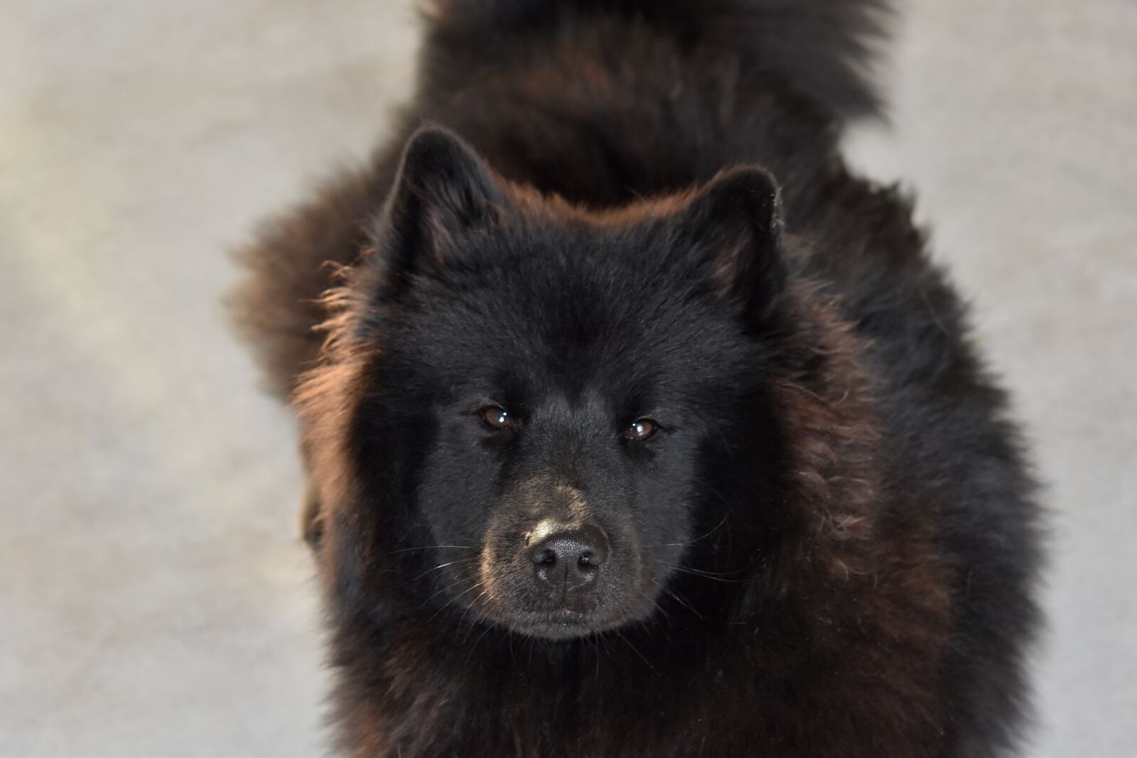 Nikon D5600 sample photo. Dog, dog eurasier, young photography