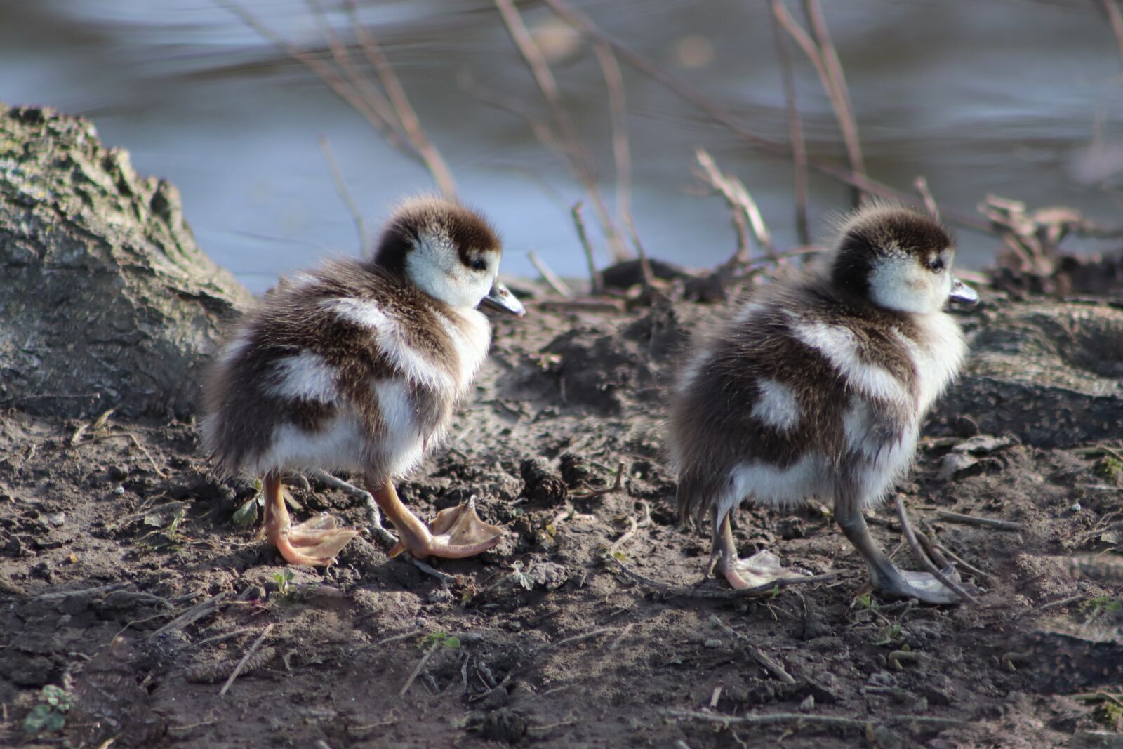 Canon EOS 800D (EOS Rebel T7i / EOS Kiss X9i) sample photo. Chicks, goslings, nilgans photography