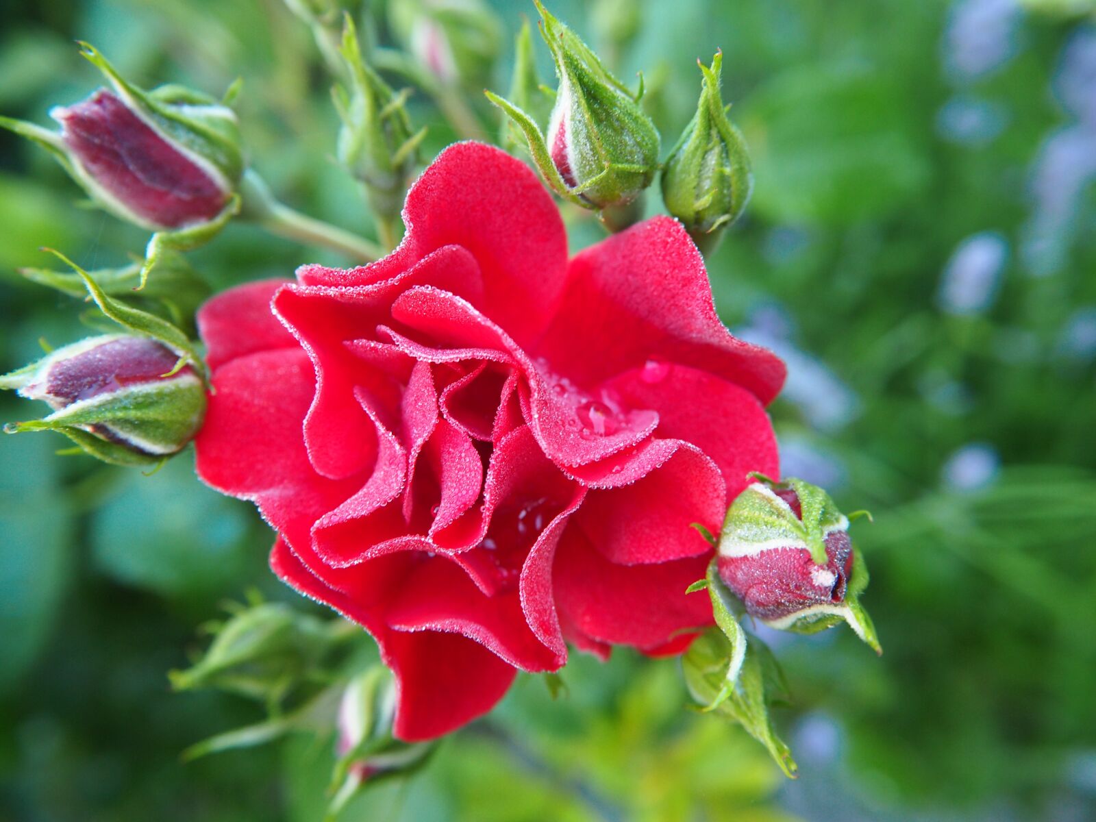 Olympus PEN E-PL7 sample photo. Red rose, rose bloom photography