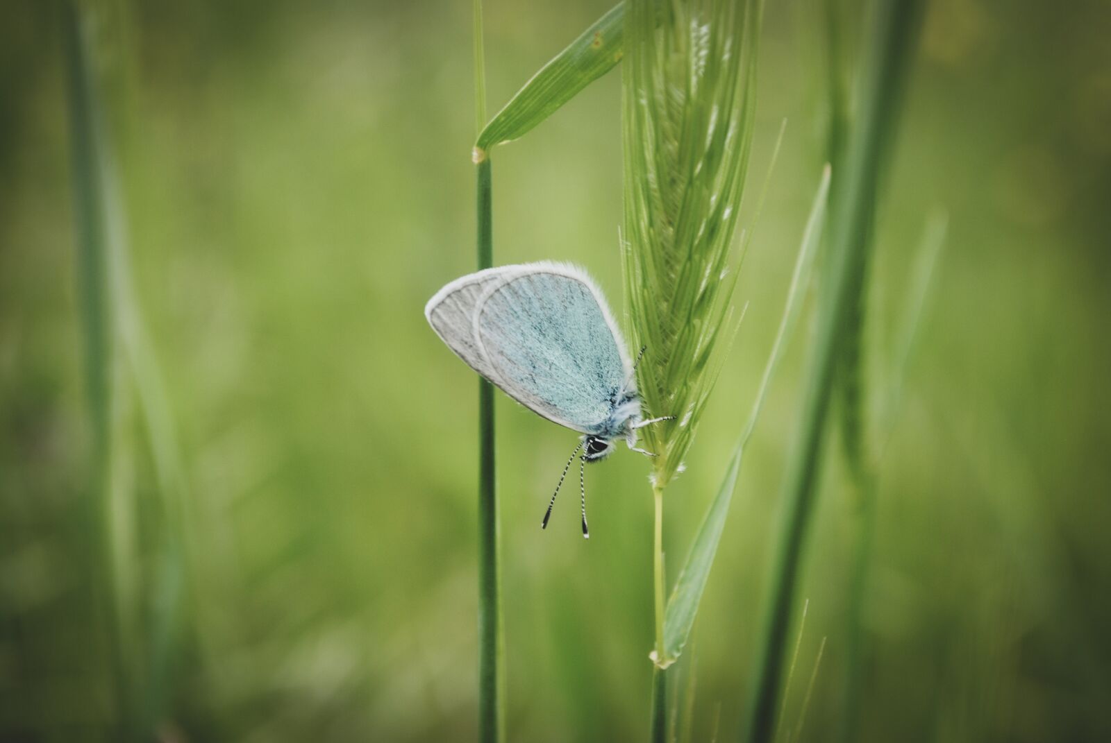 Nikon D3000 sample photo. Butterfly, grass, spring photography