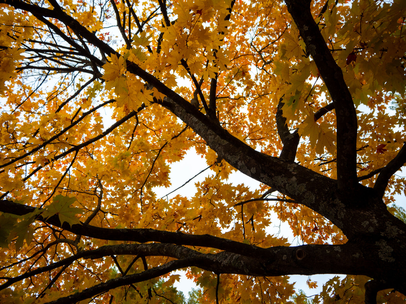 Olympus PEN E-P7 sample photo. Autumn tree photography