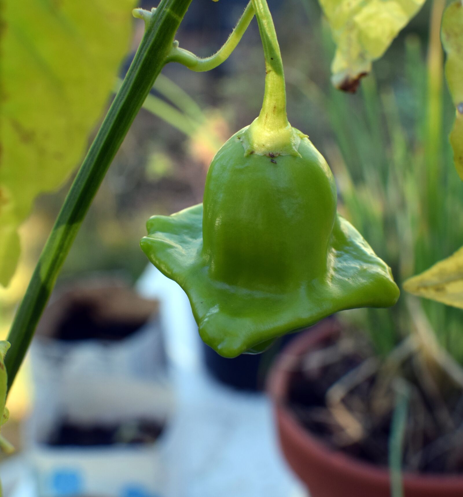 Nikon D5300 sample photo. Pepper, pepper fruit, chilli photography