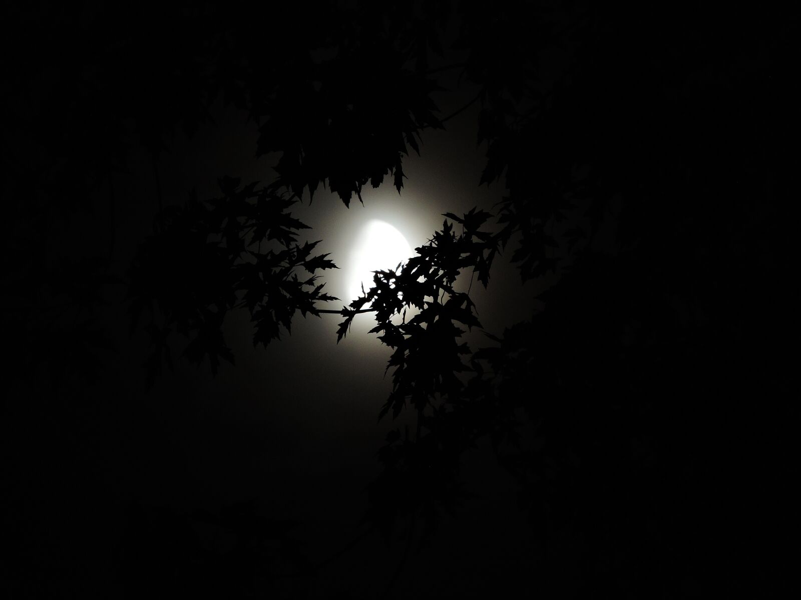 Nikon Coolpix P600 sample photo. Moonlight through trees, moonlight photography