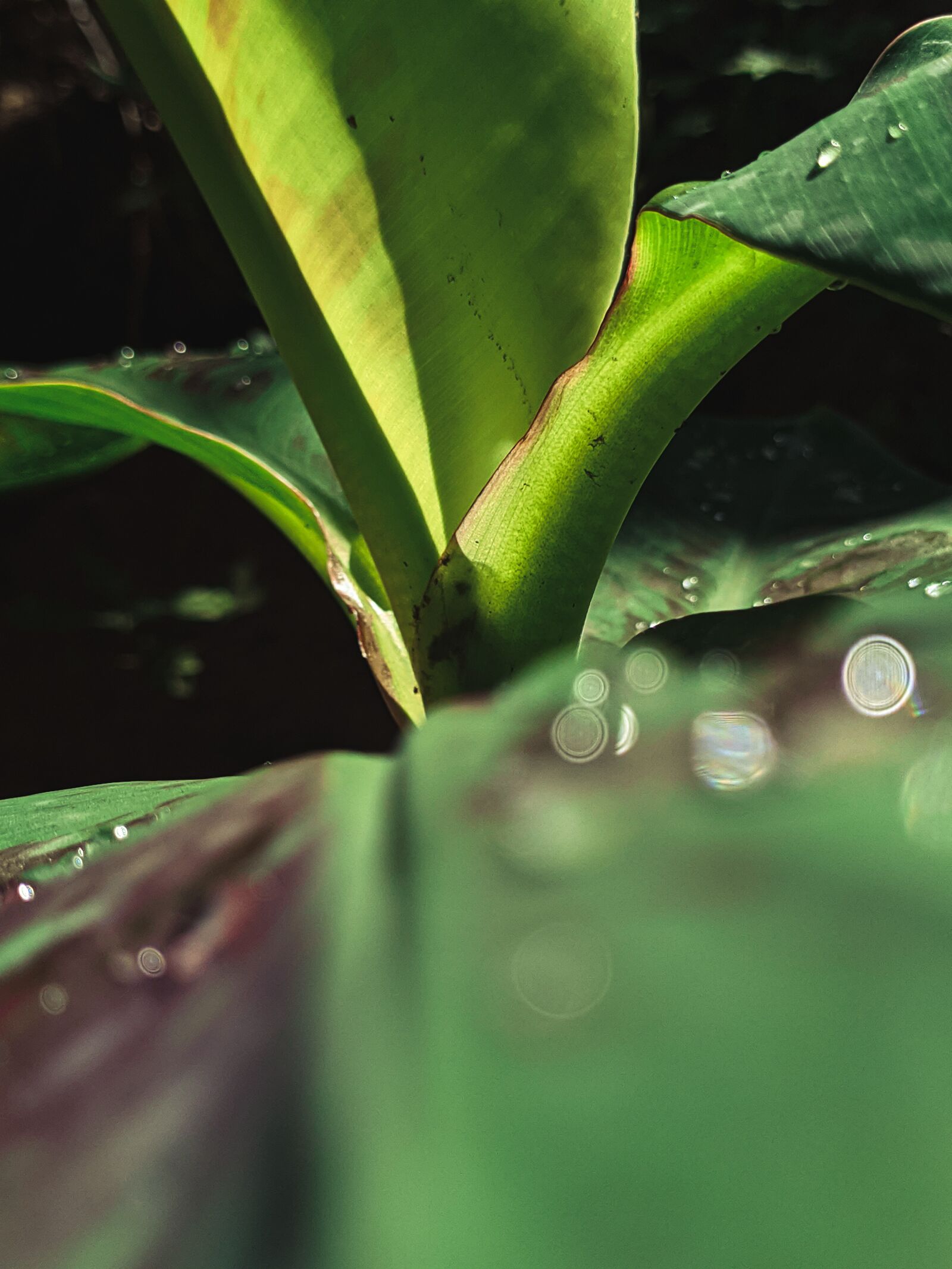 Xiaomi Redmi Note 7 sample photo. Sheet, green, water photography