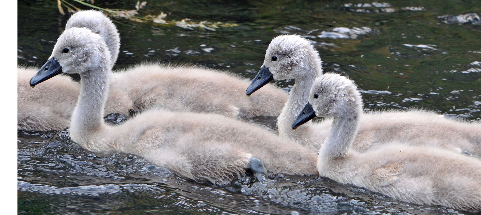 Nikon D300 sample photo. Animals, young, water bird photography