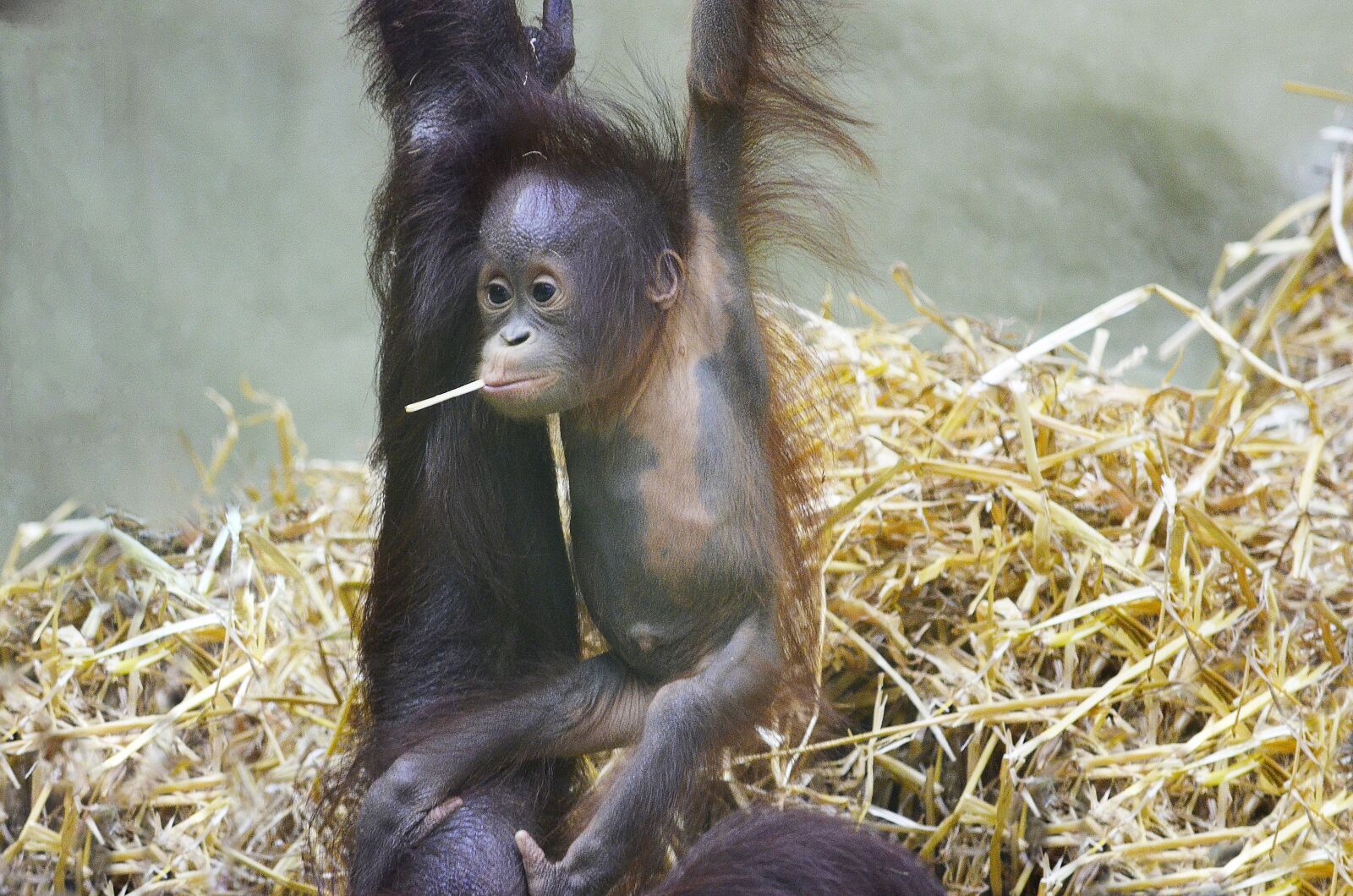 Nikon D5100 sample photo. Orang utan, monkey baby photography