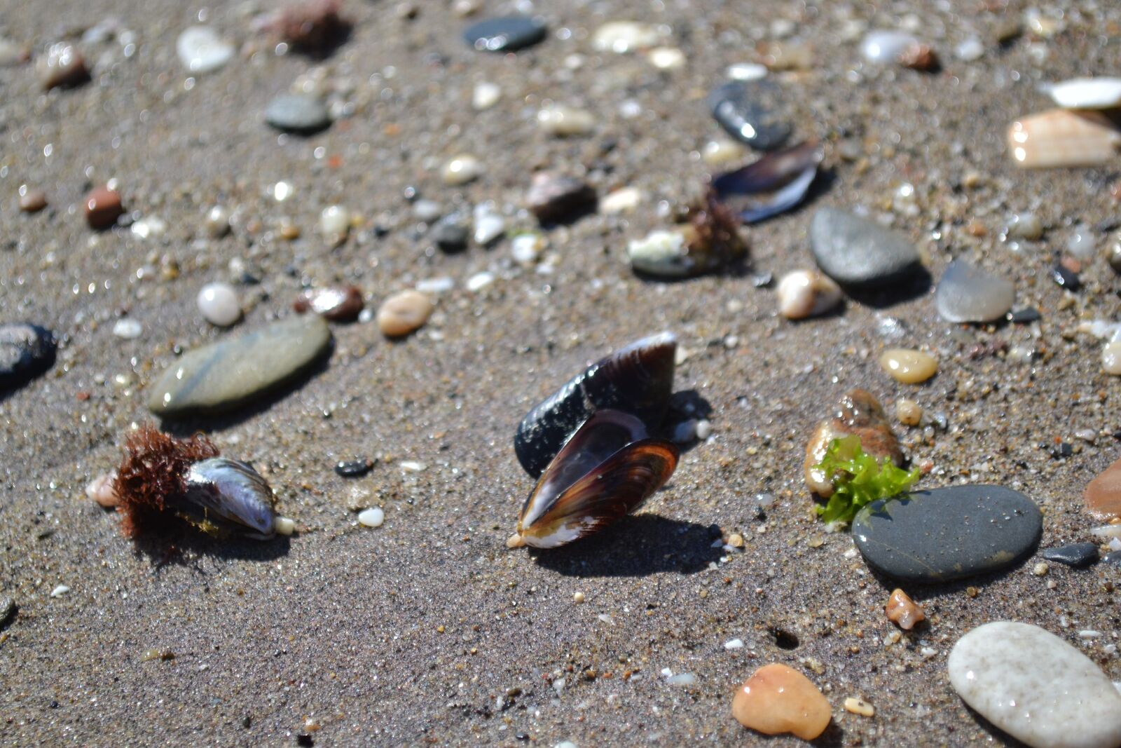 Nikon D3100 sample photo. Mussels, beach, sand beach photography
