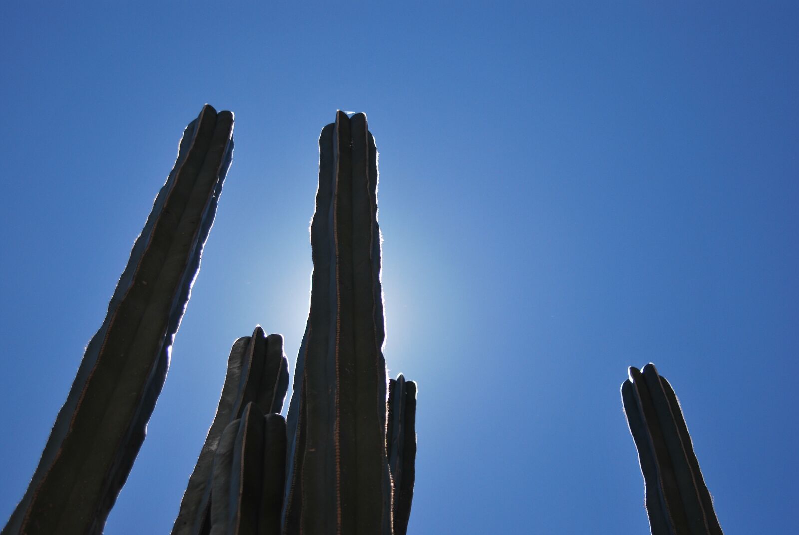 Nikon D60 sample photo. Cactus, backlighting, silhouette photography