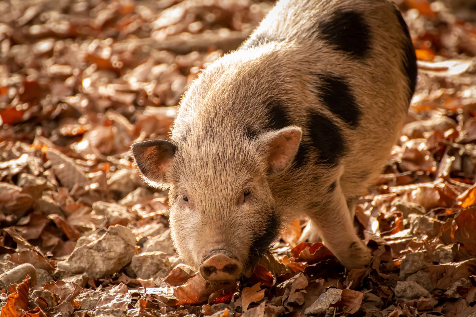 Canon EOS 200D (EOS Rebel SL2 / EOS Kiss X9) sample photo. Pig, piglet, cute photography