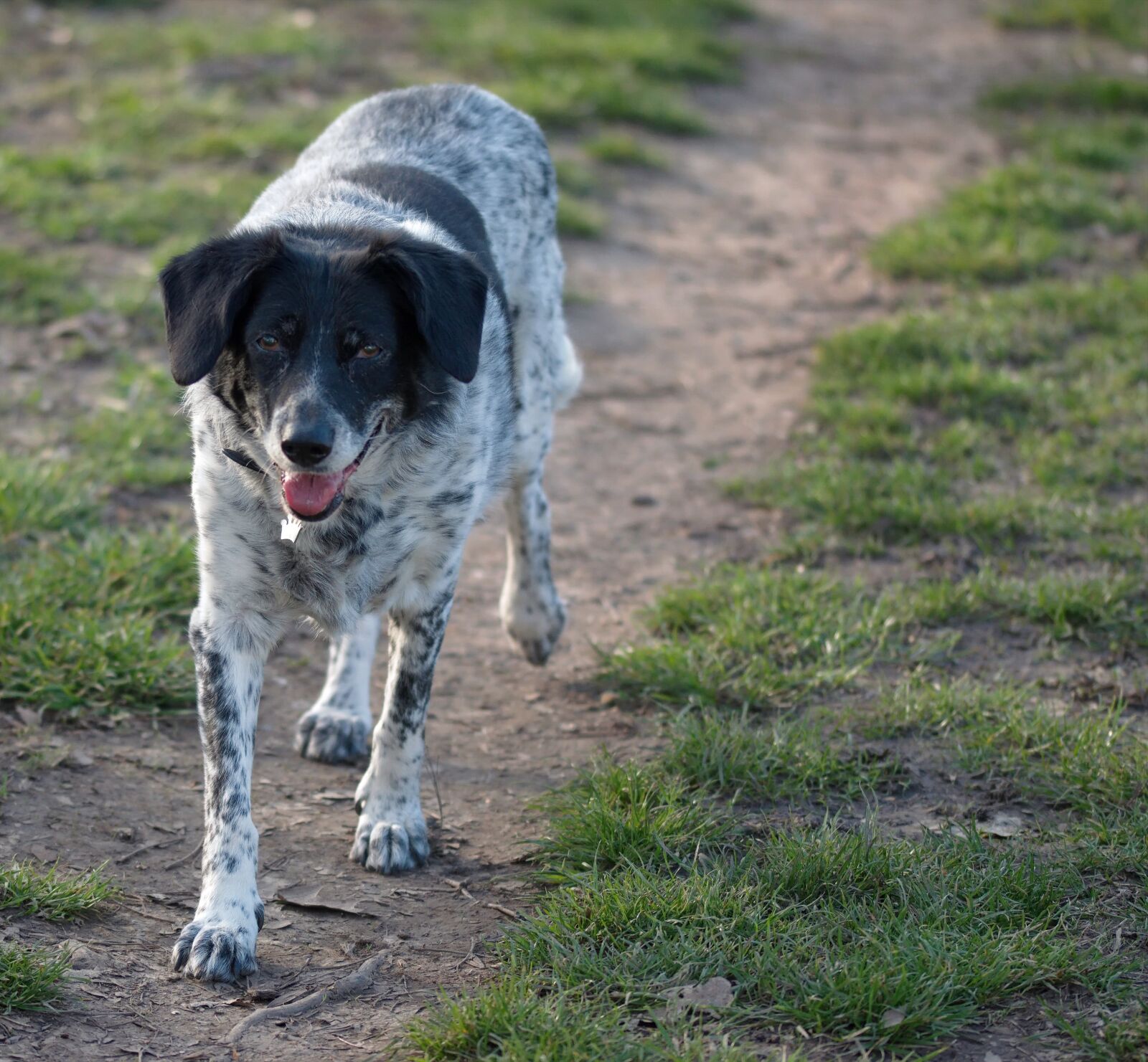 Nikon D5300 sample photo. Dog, pet, canine photography
