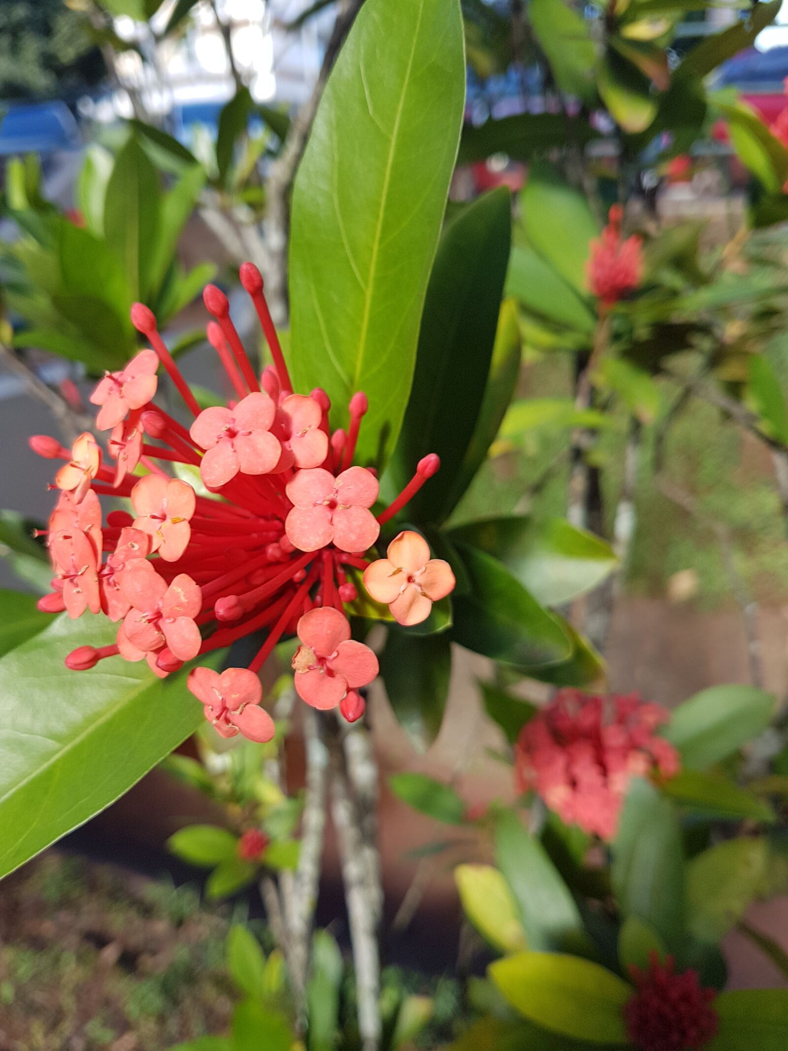 Samsung Galaxy S7 Edge sample photo. Flower, red, plant photography