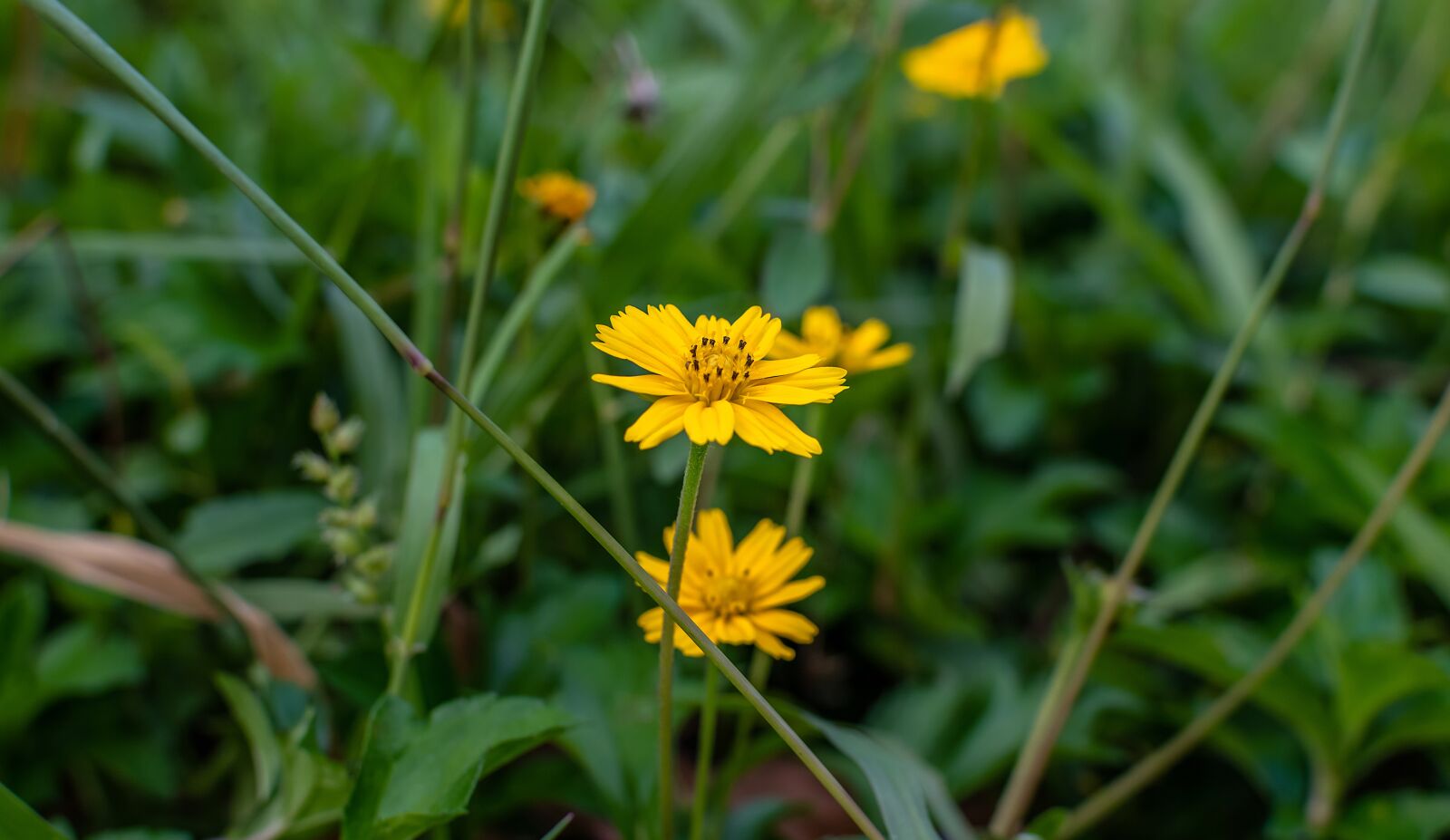 Nikon D3200 sample photo. Sphagneticola trilobata, flower, caribbean photography