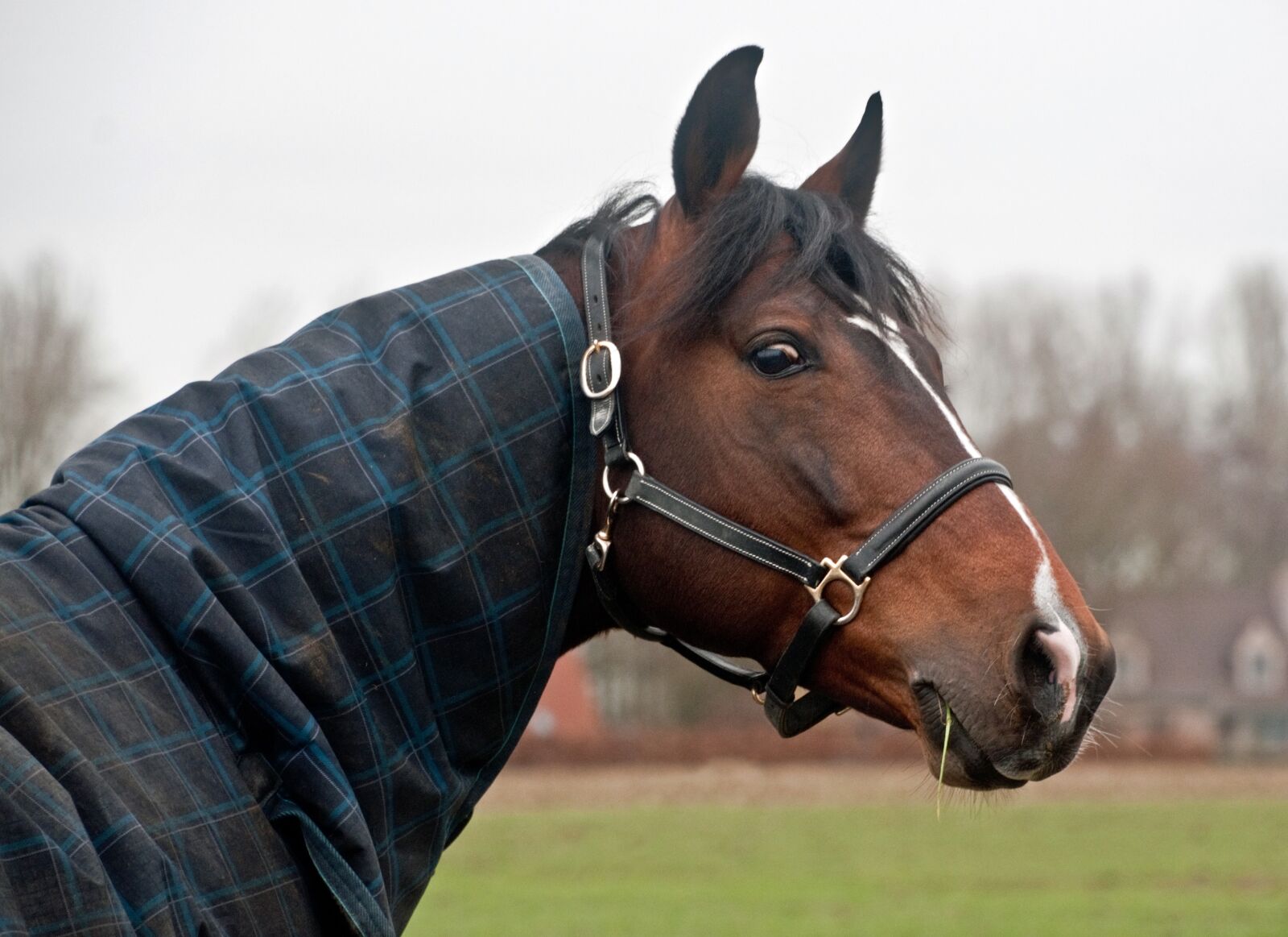 Nikon D300 sample photo. Horse, head, look photography