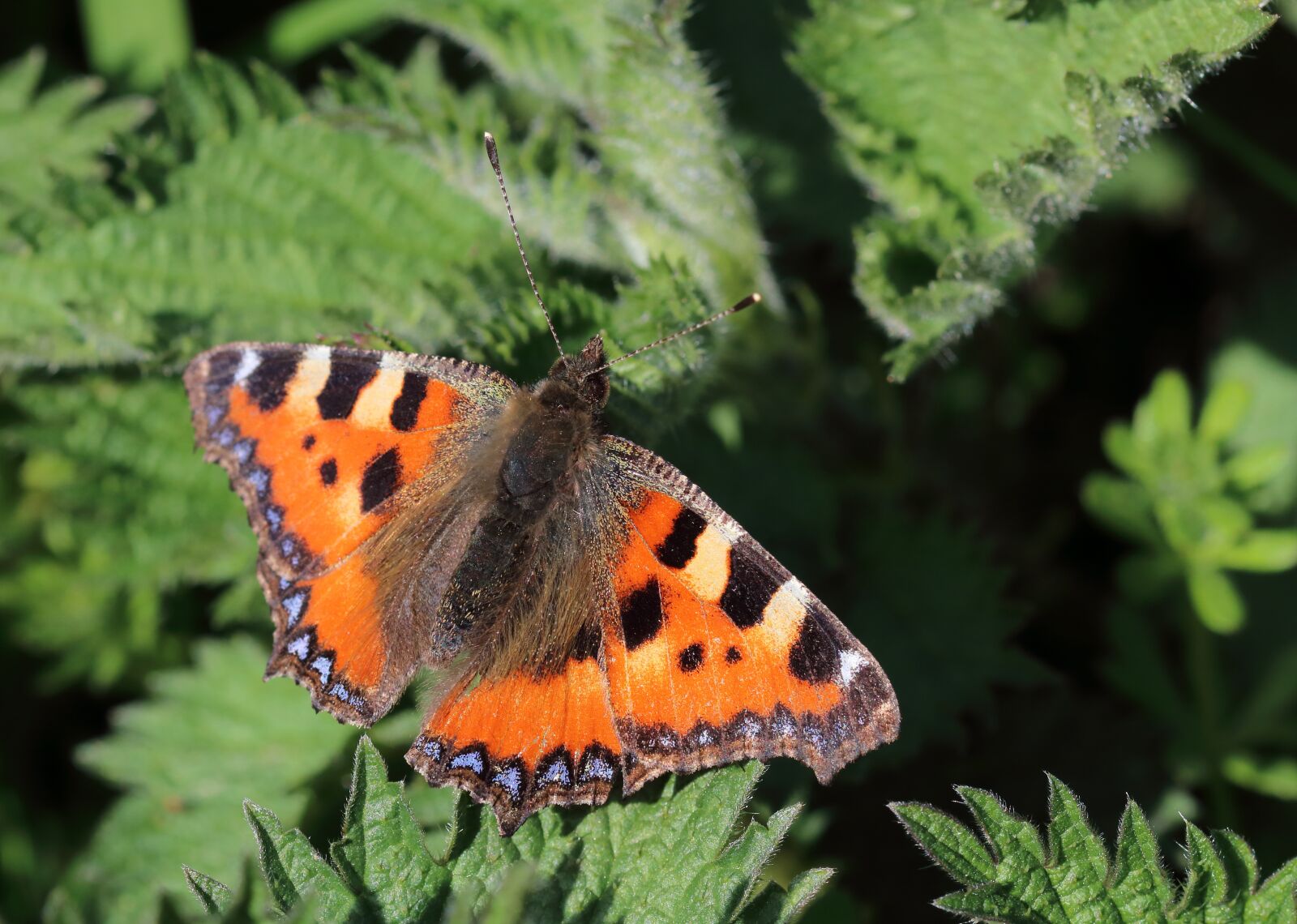 Canon EOS 80D sample photo. Small tortoiseshell, butterfly, insect photography