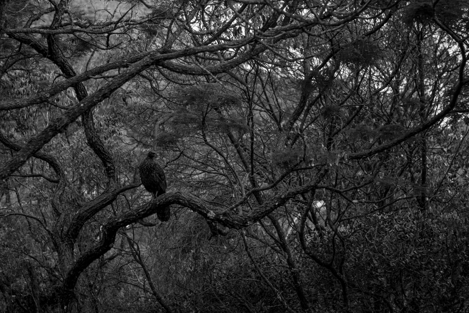 Canon EOS 7D sample photo. Arvore, belohorizonte, bird, black photography