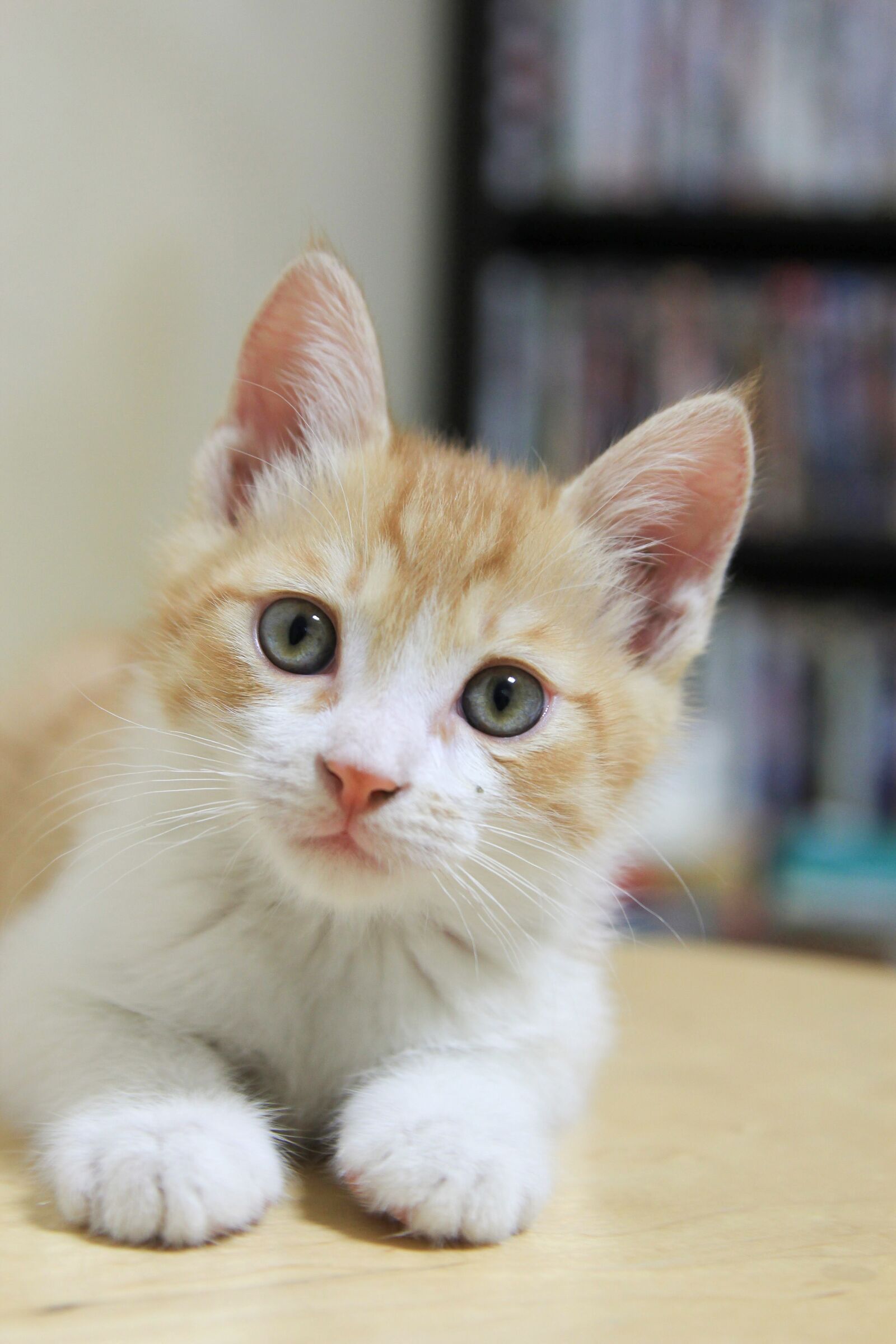 Canon EOS 60D sample photo. Cat, baby cats photography