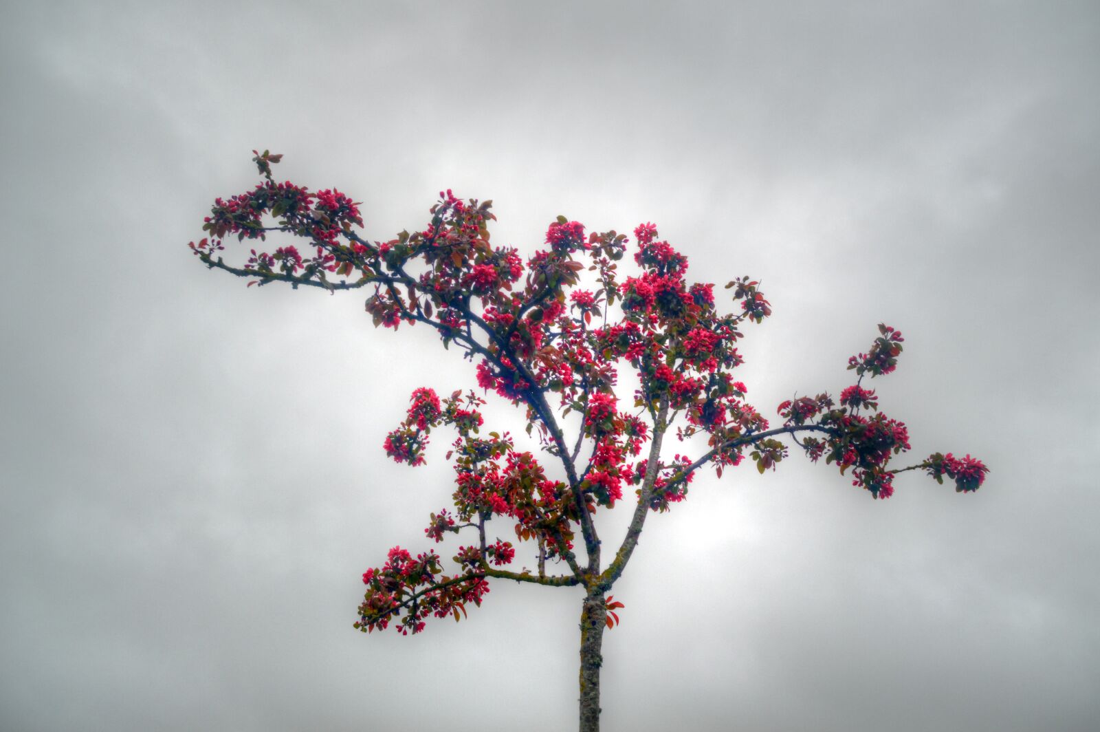 Nikon D3200 sample photo. Tree, sky, grey photography
