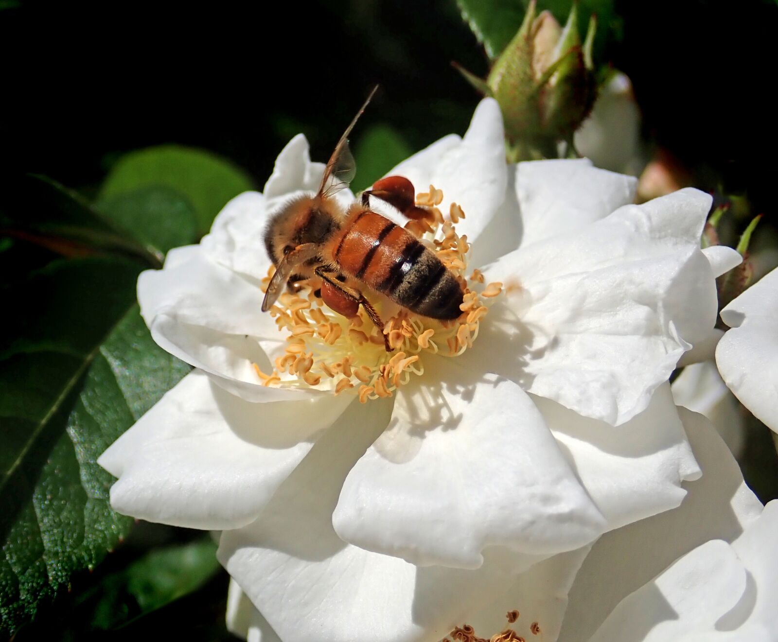 Olympus TG-5 sample photo. Insect, bee, pollen photography