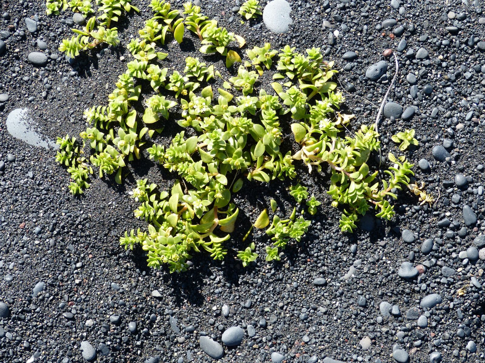 Panasonic Lumix DMC-FZ150 sample photo. Iceland, vik, south coast photography