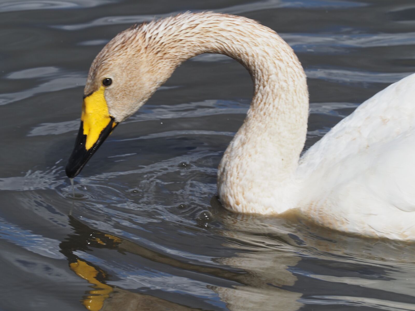 Olympus OM-D E-M1 Mark II sample photo. Whooper, swan, bird photography