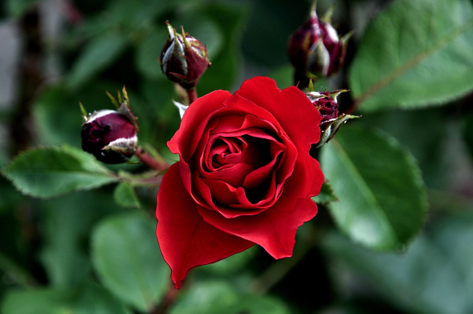 Nikon D5000 sample photo. Rose, macro, red photography
