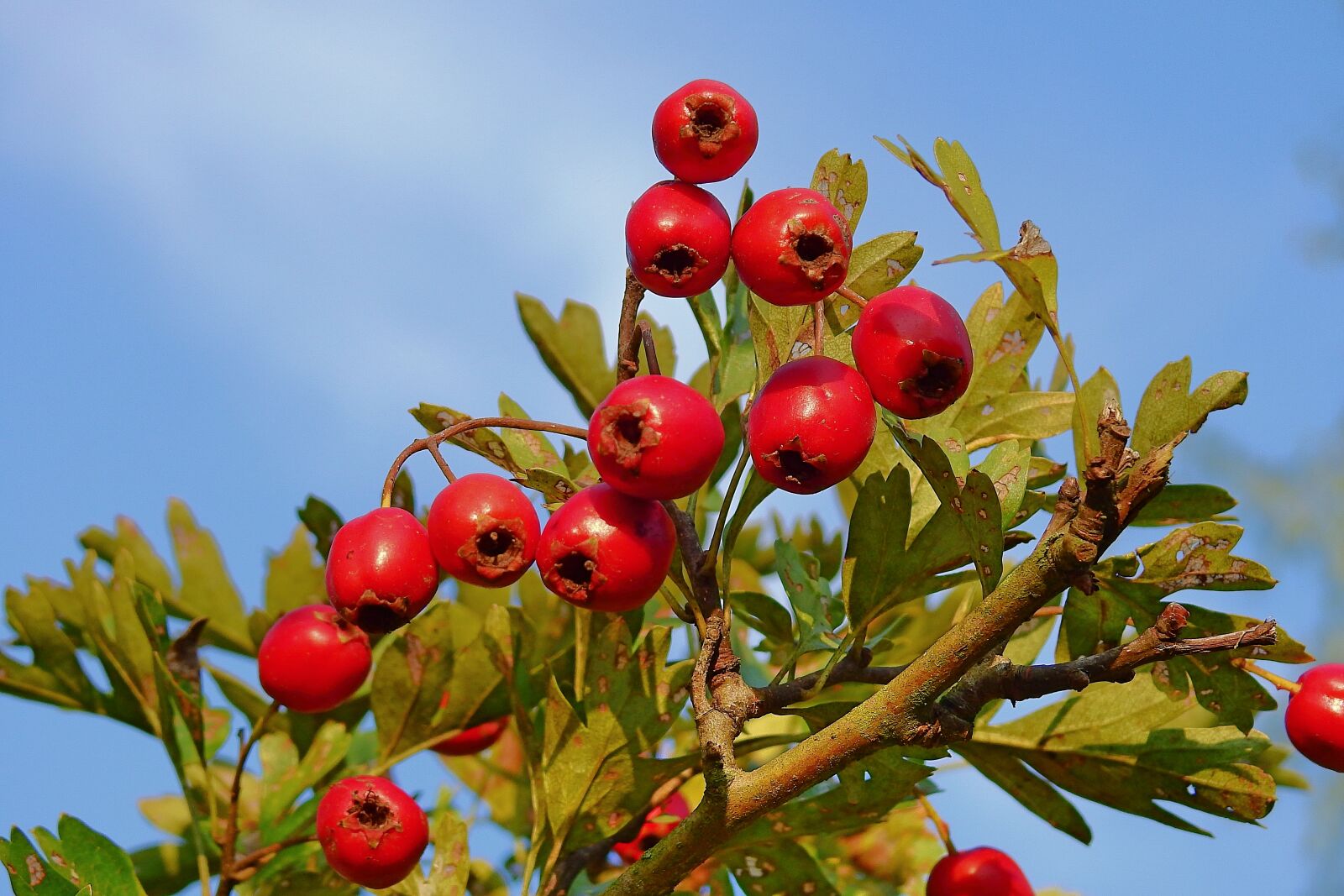 Nikon Coolpix P900 sample photo. Hawthorn, plant, bush photography