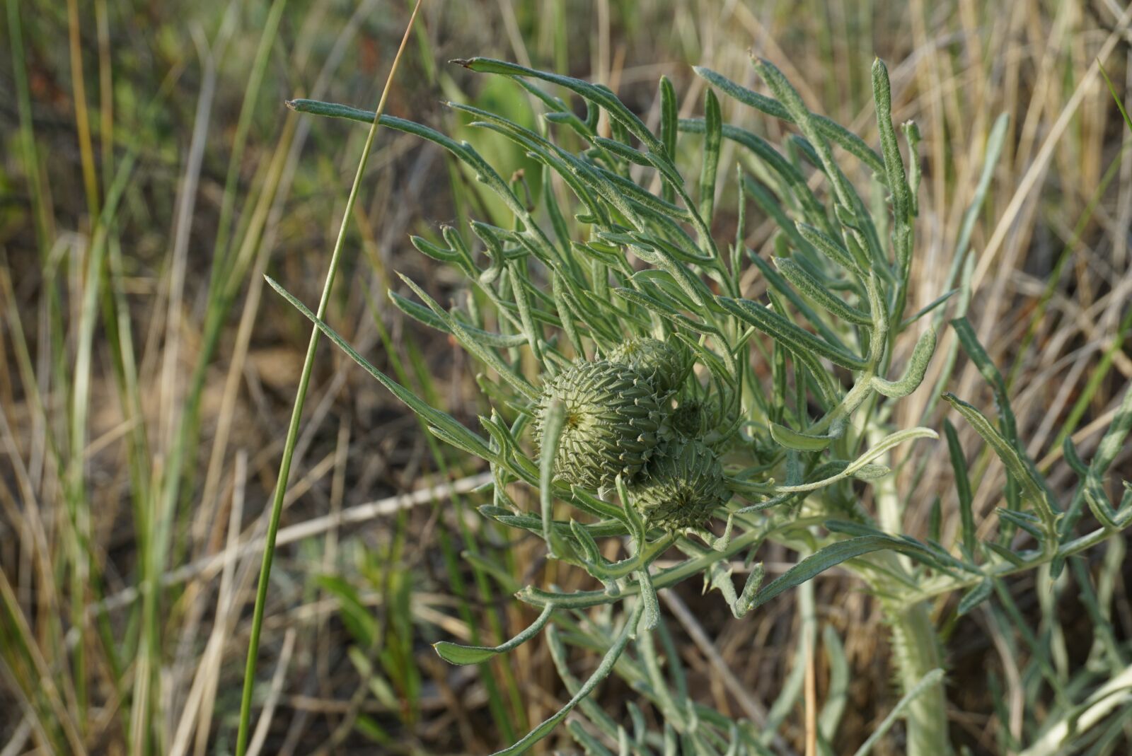 Sony E 16-50mm F3.5-5.6 PZ OSS sample photo. Pitchers thistle, cirsium pitcheri photography