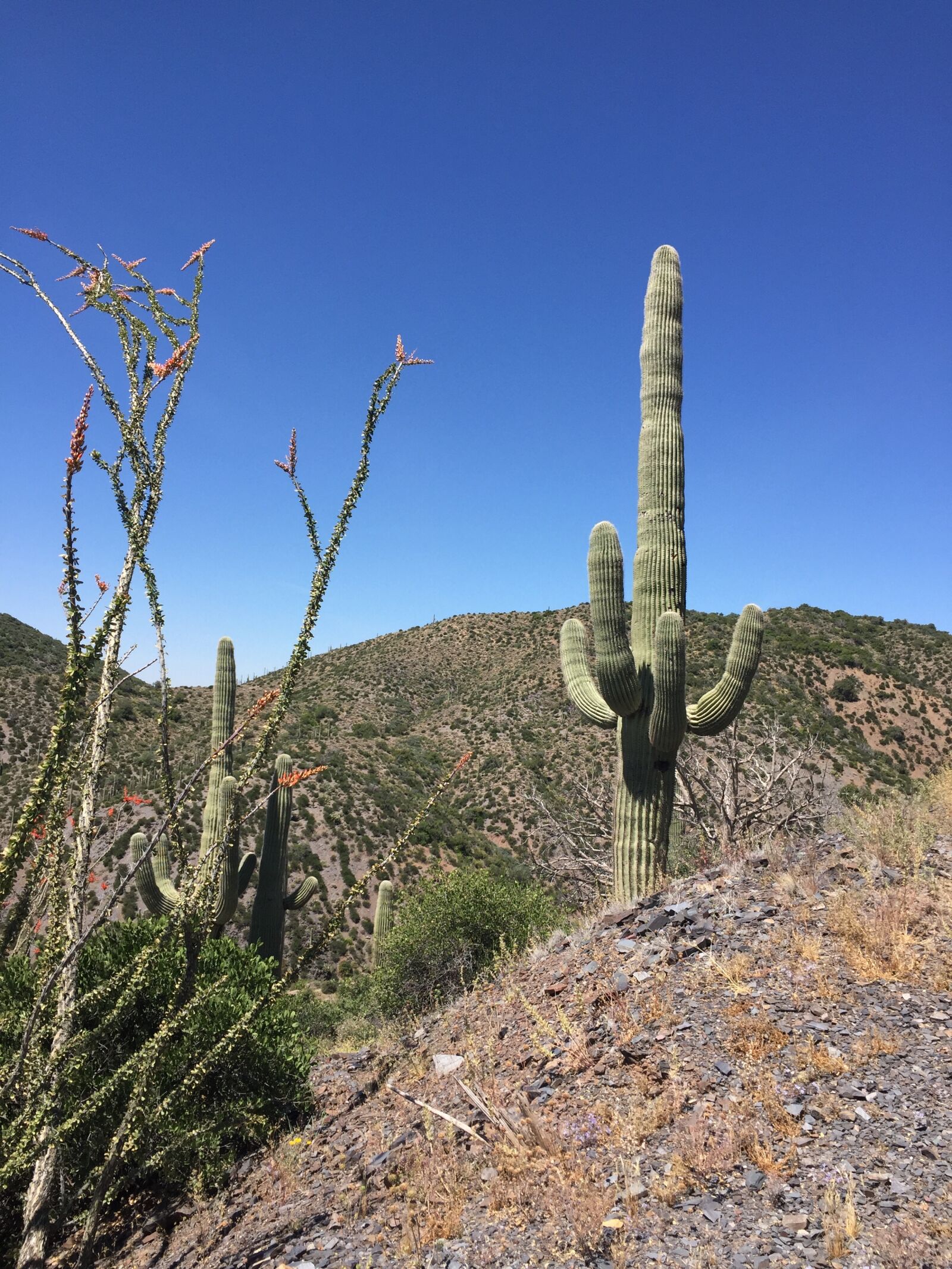 Apple iPhone 6 sample photo. Arizona, desert, saguaro photography