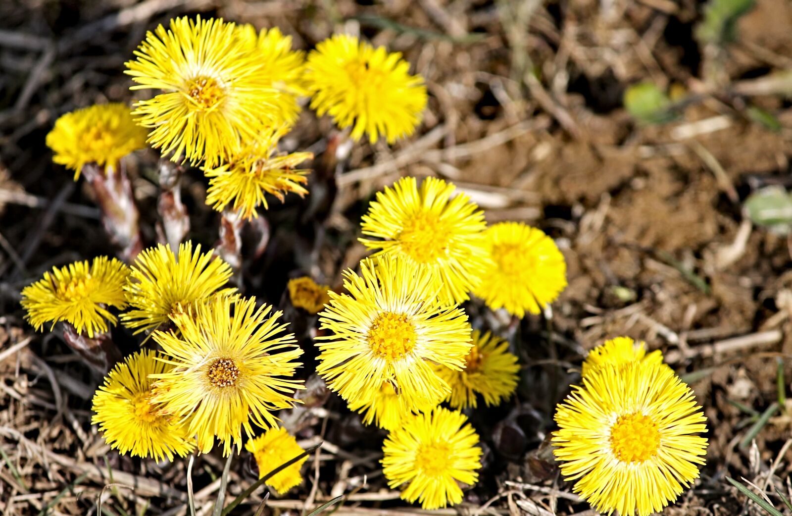 Canon EOS 1100D (EOS Rebel T3 / EOS Kiss X50) sample photo. Tussilago farfara, medicinal plant photography
