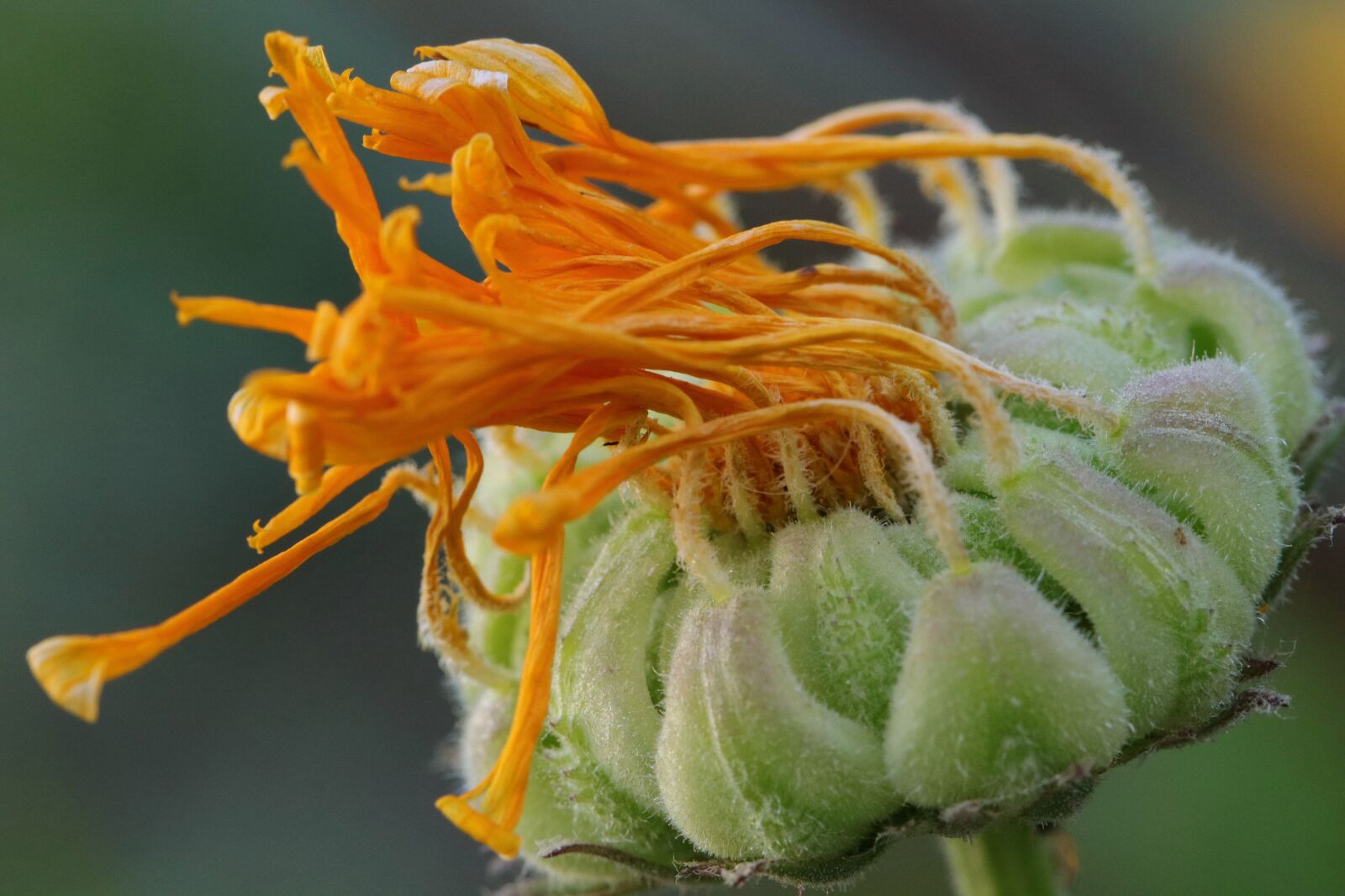 Canon EOS 80D sample photo. Plant, flower, botany photography