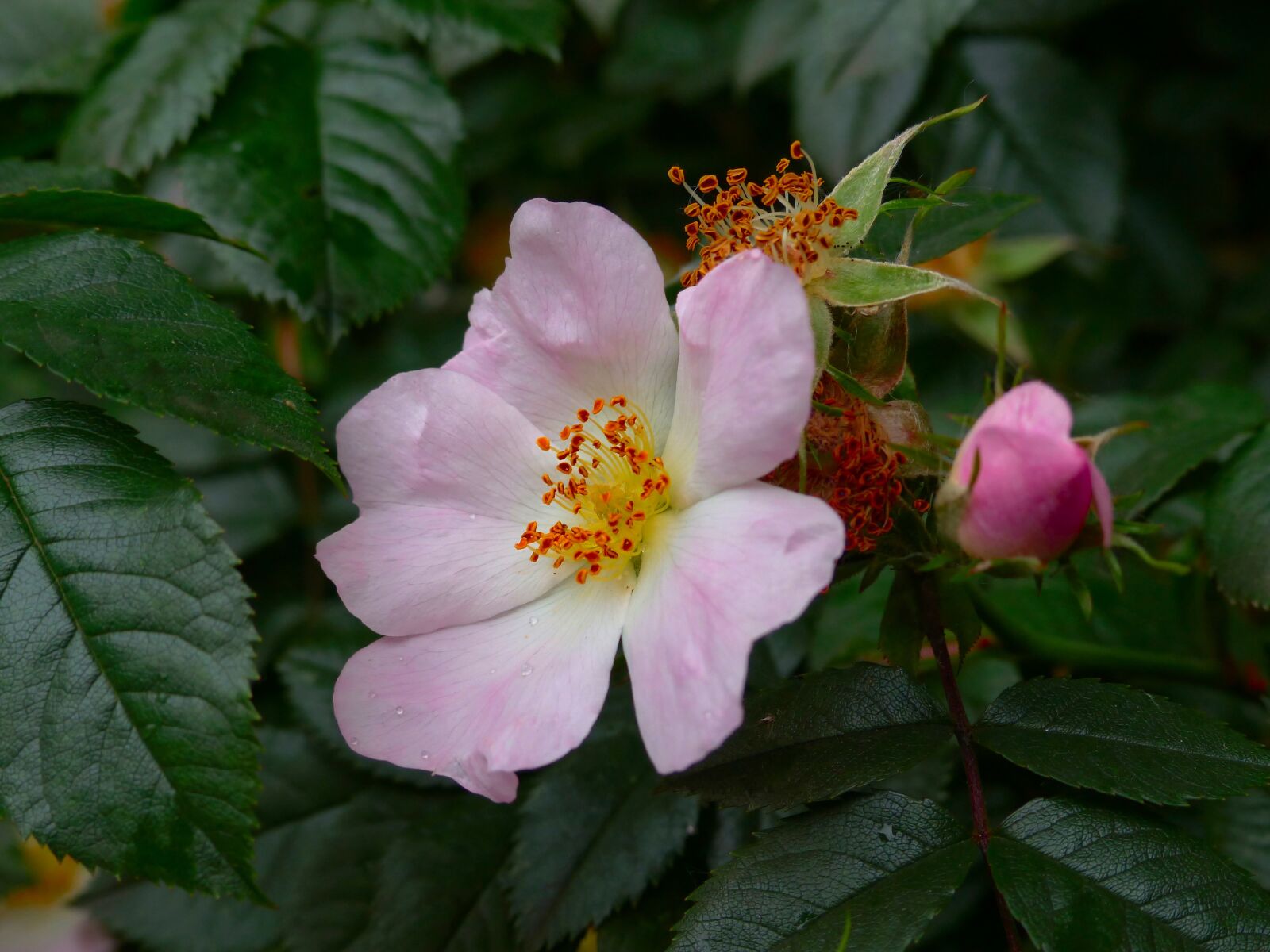 Panasonic Lumix DMC-FZ200 sample photo. Rose, rose hip, flower photography