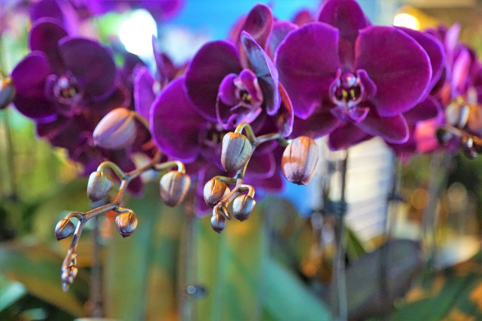Sony ILCA-77M2 + Sony DT 16-50mm F2.8 SSM sample photo. Orchid, flower, purple photography