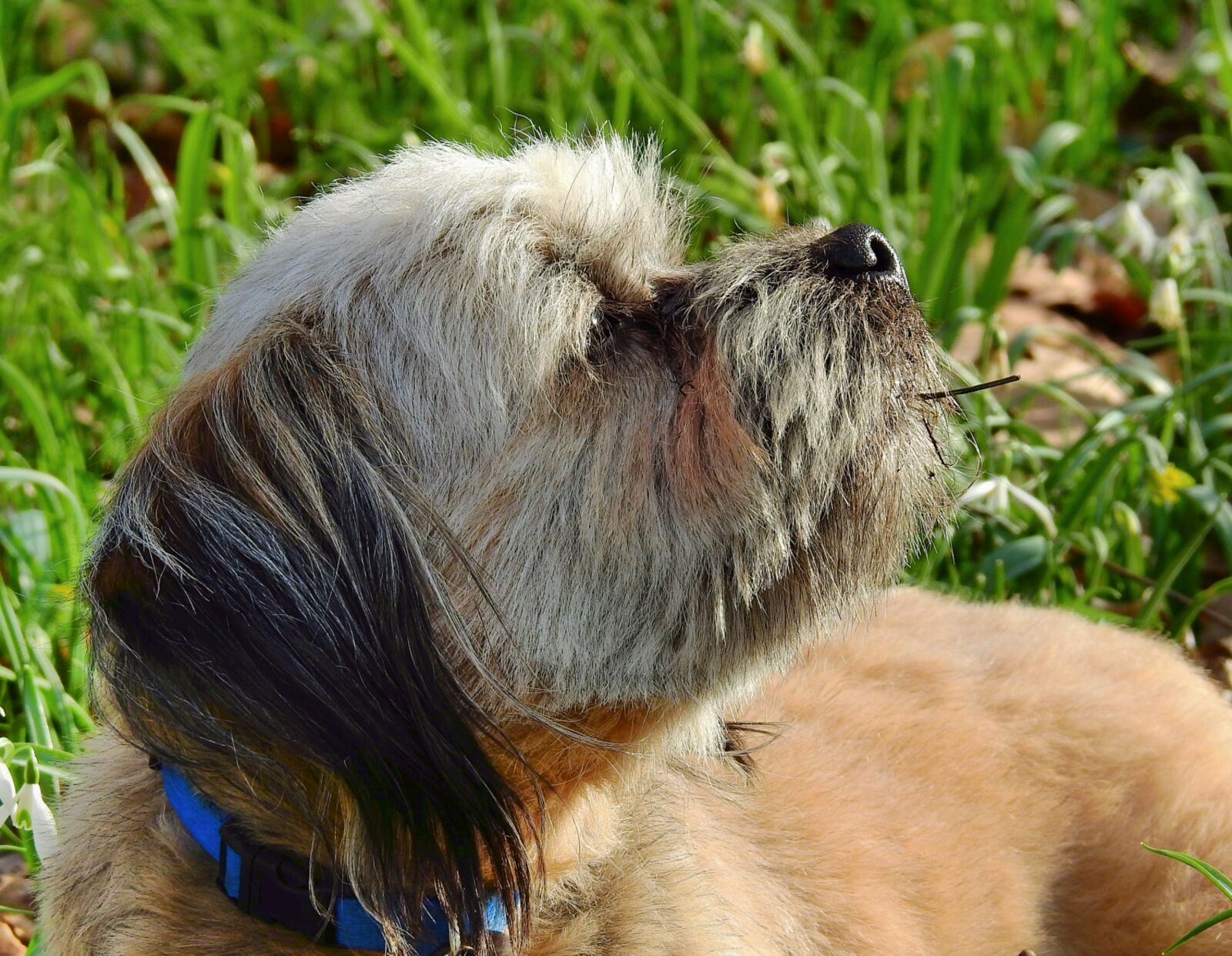 Nikon Coolpix P900 sample photo. Dog, portrait, the head photography