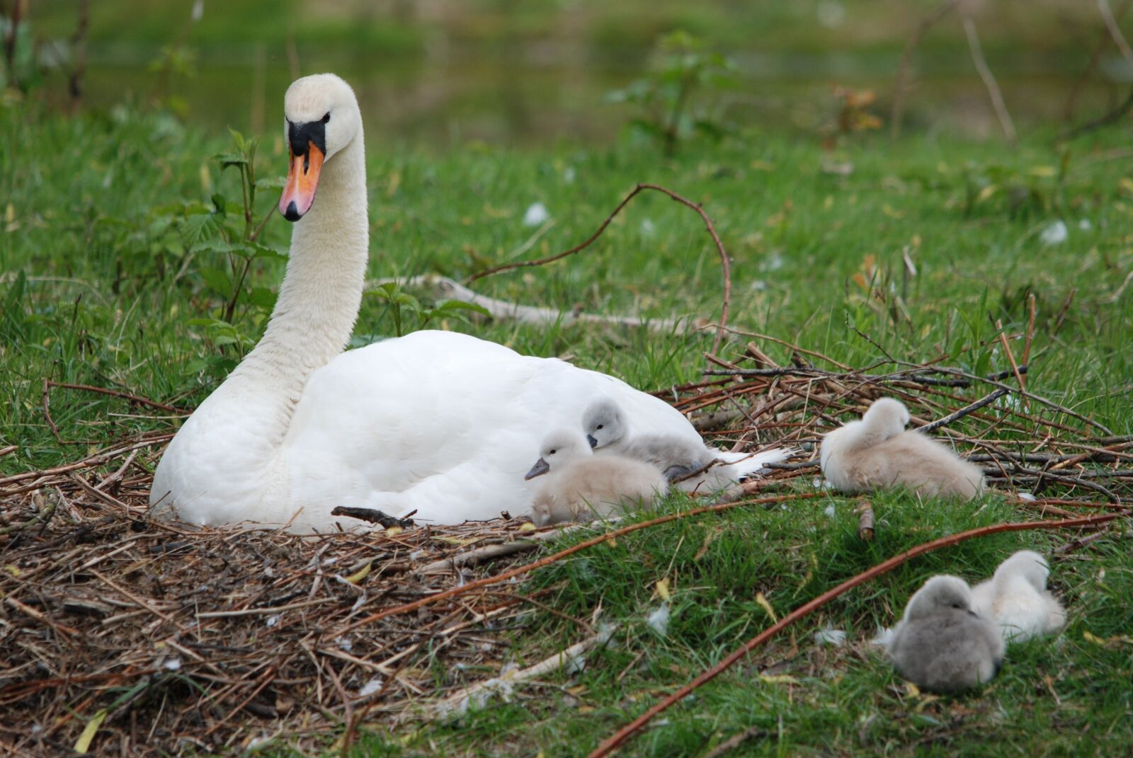 Nikon D80 sample photo. Nature, bird, swan photography