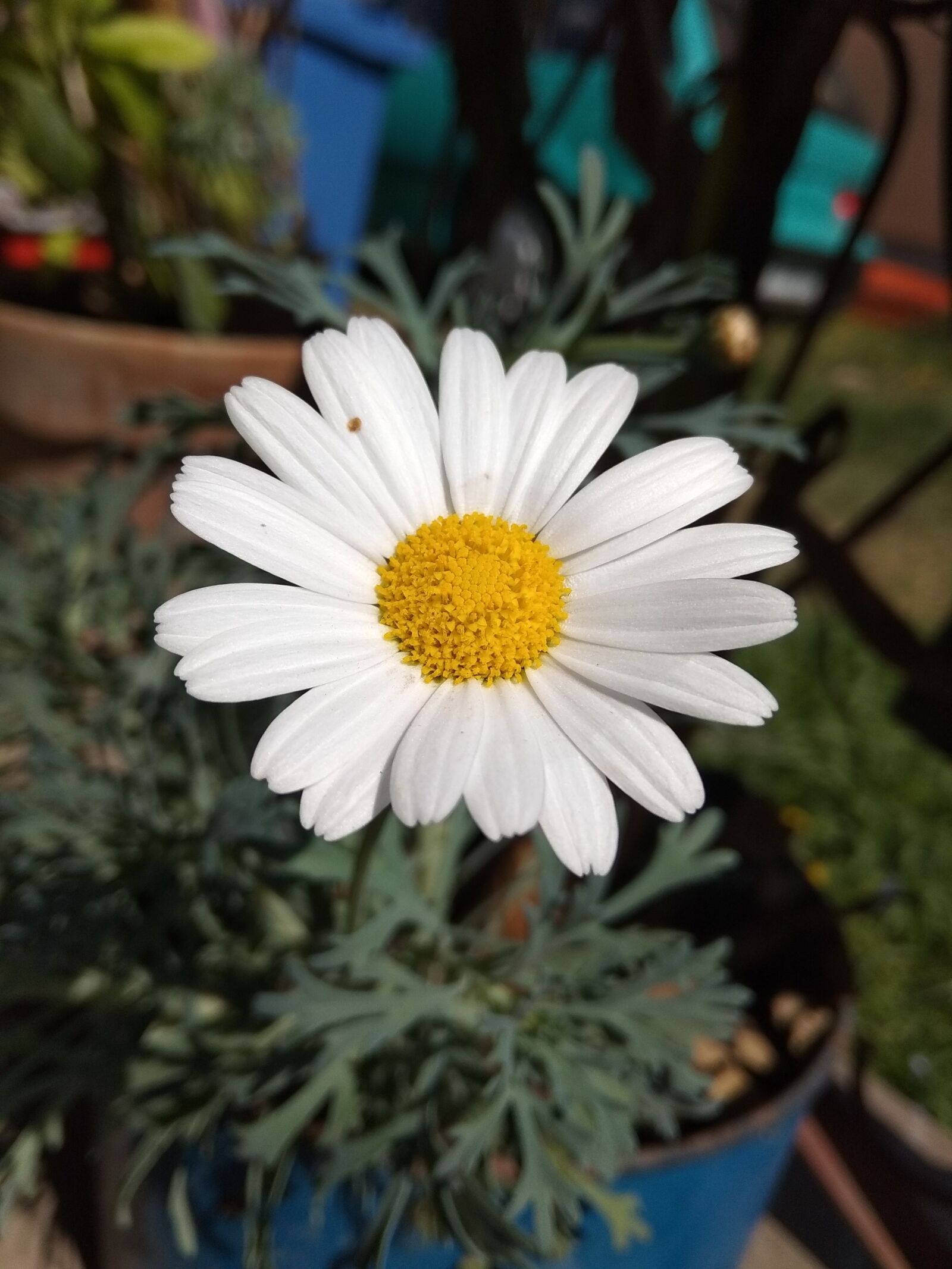 Xiaomi Redmi Note 5A sample photo. Flower, summer, petal photography