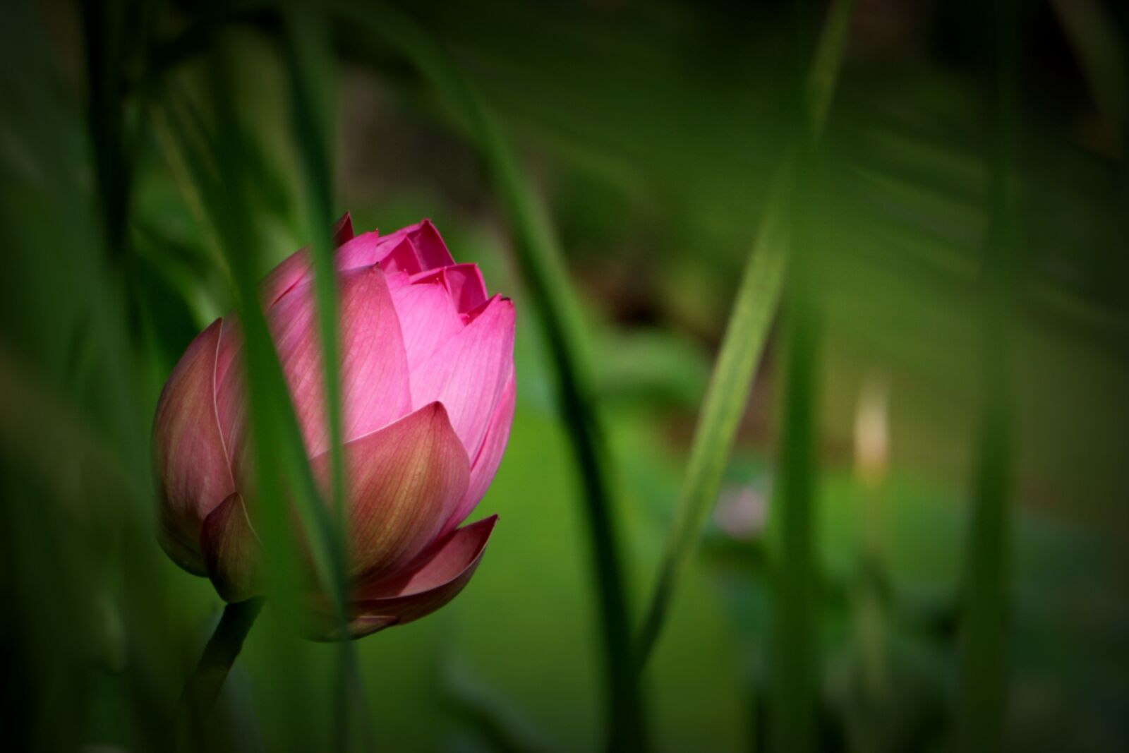 Canon EOS 750D (EOS Rebel T6i / EOS Kiss X8i) sample photo. China, flower, lotus photography