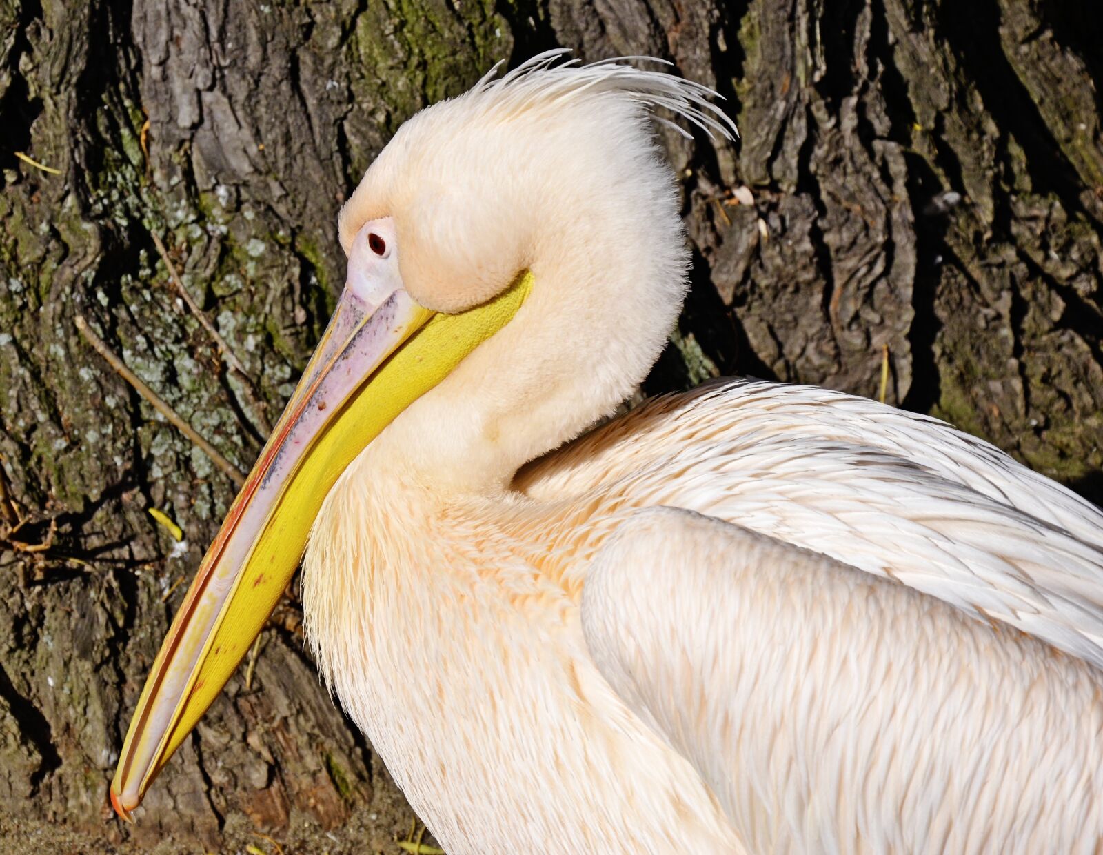 Nikon D5100 sample photo. White pelican, pelecanus onocrotalus photography
