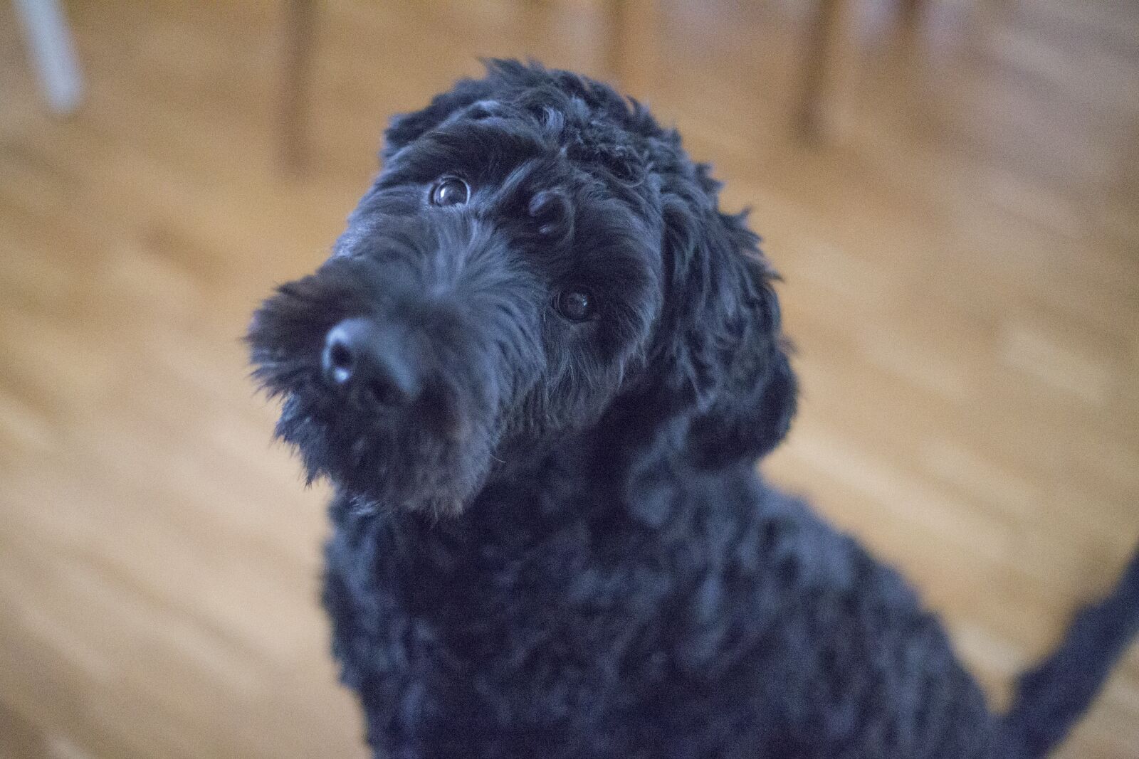 Canon EOS 6D + Canon EF 50mm F1.4 USM sample photo. Dog, cute, fur, black photography