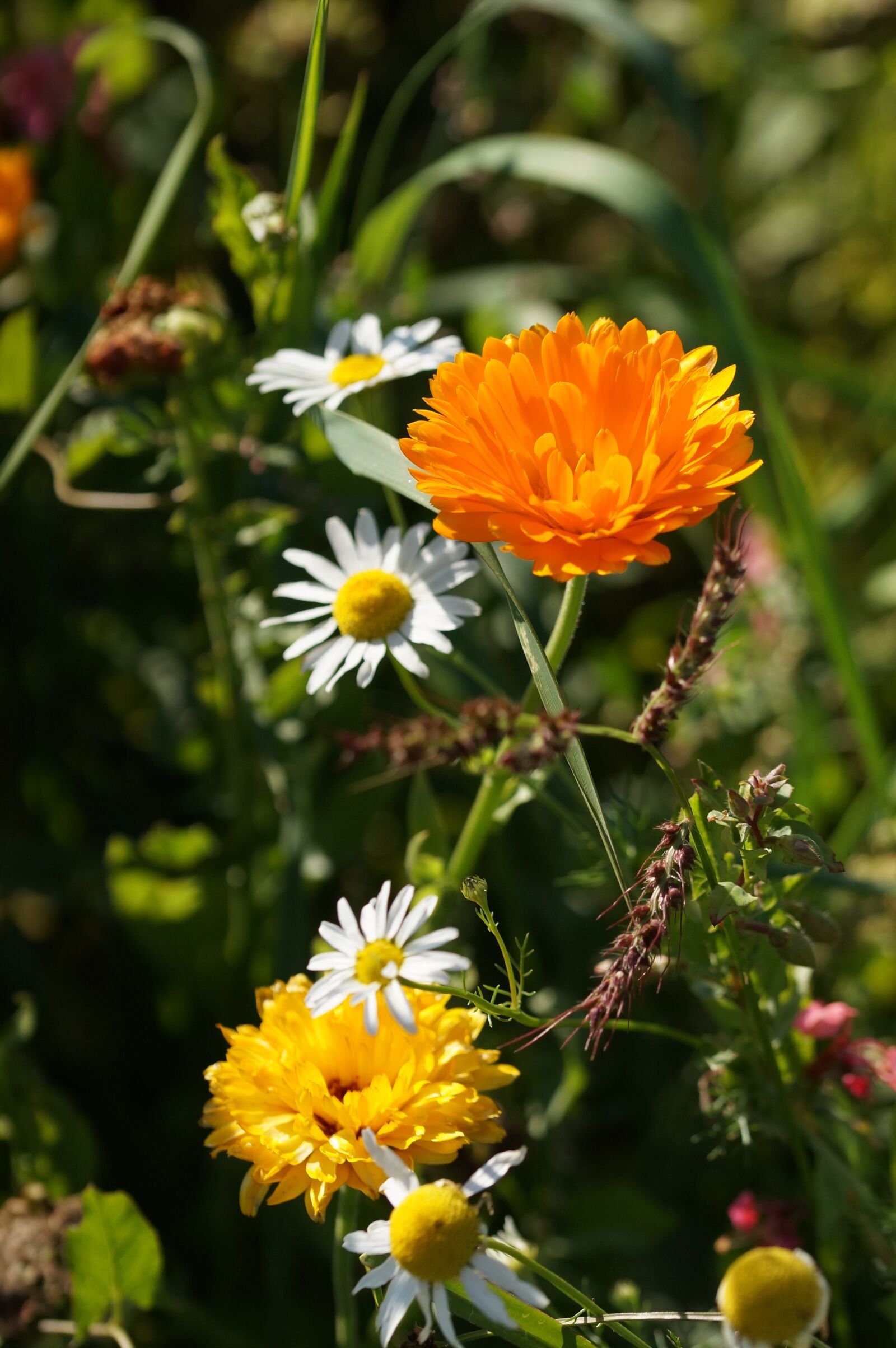 Sony SLT-A57 + 105mm F2.8 sample photo. Wildflowers, yellow, orange photography