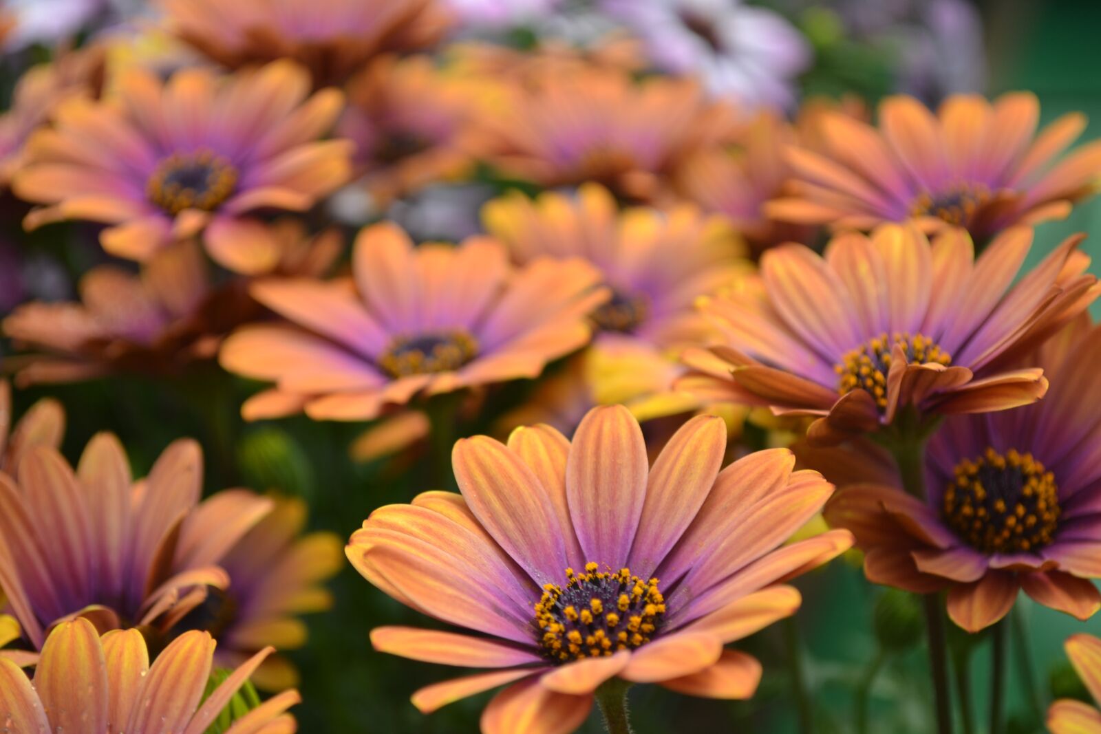 Nikon D3100 sample photo. Flowers, orange, purple photography