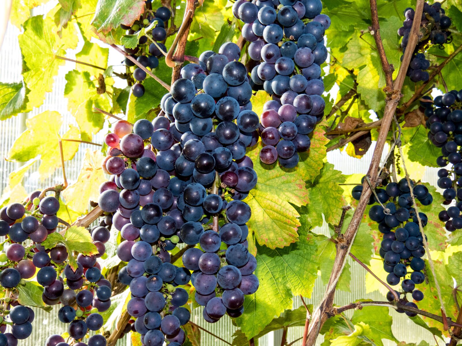 Canon PowerShot SX60 HS sample photo. Grapes, berry, vitamins photography