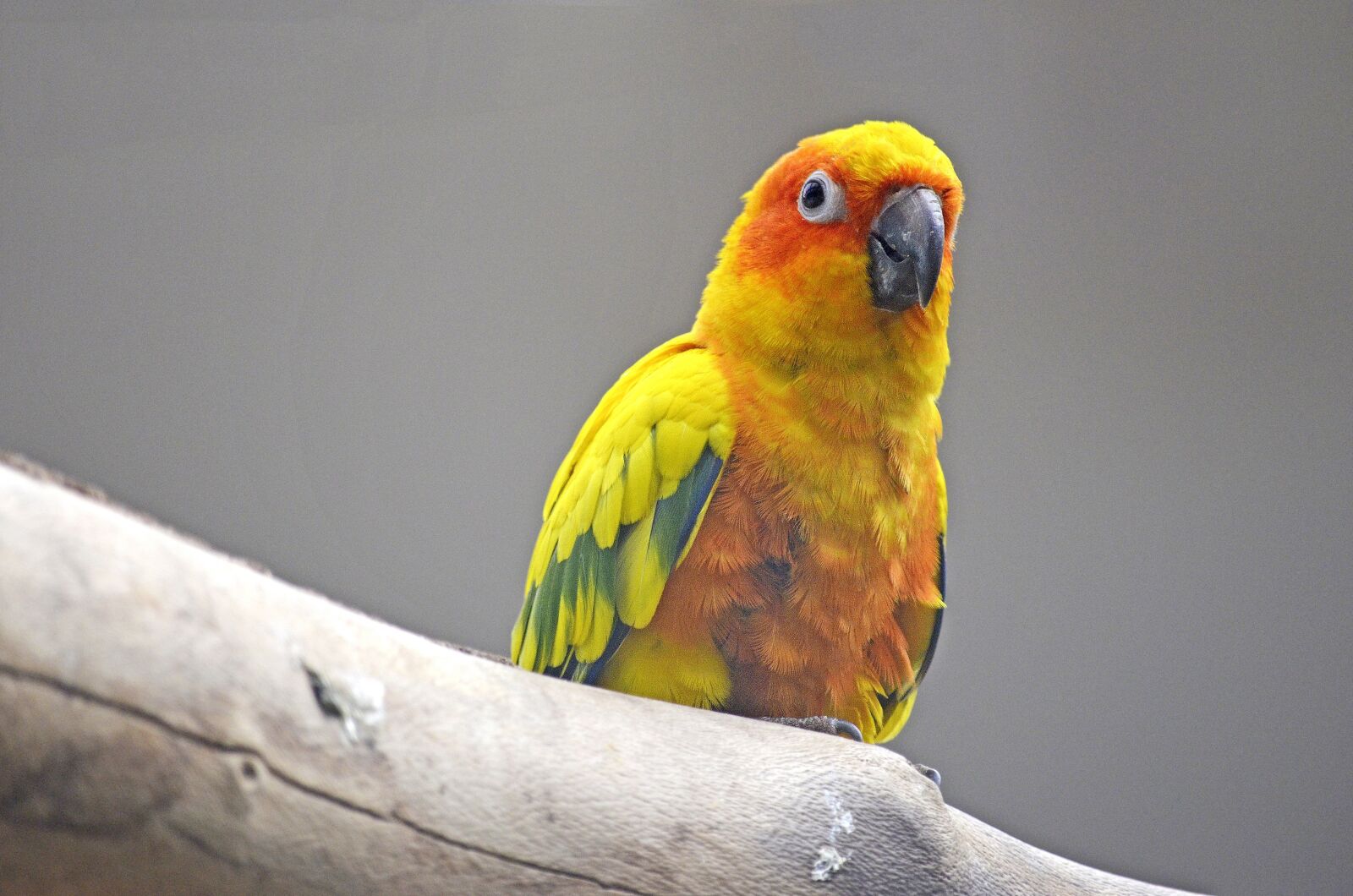 Nikon D5100 sample photo. Sun parakeet, parakeet, bird photography