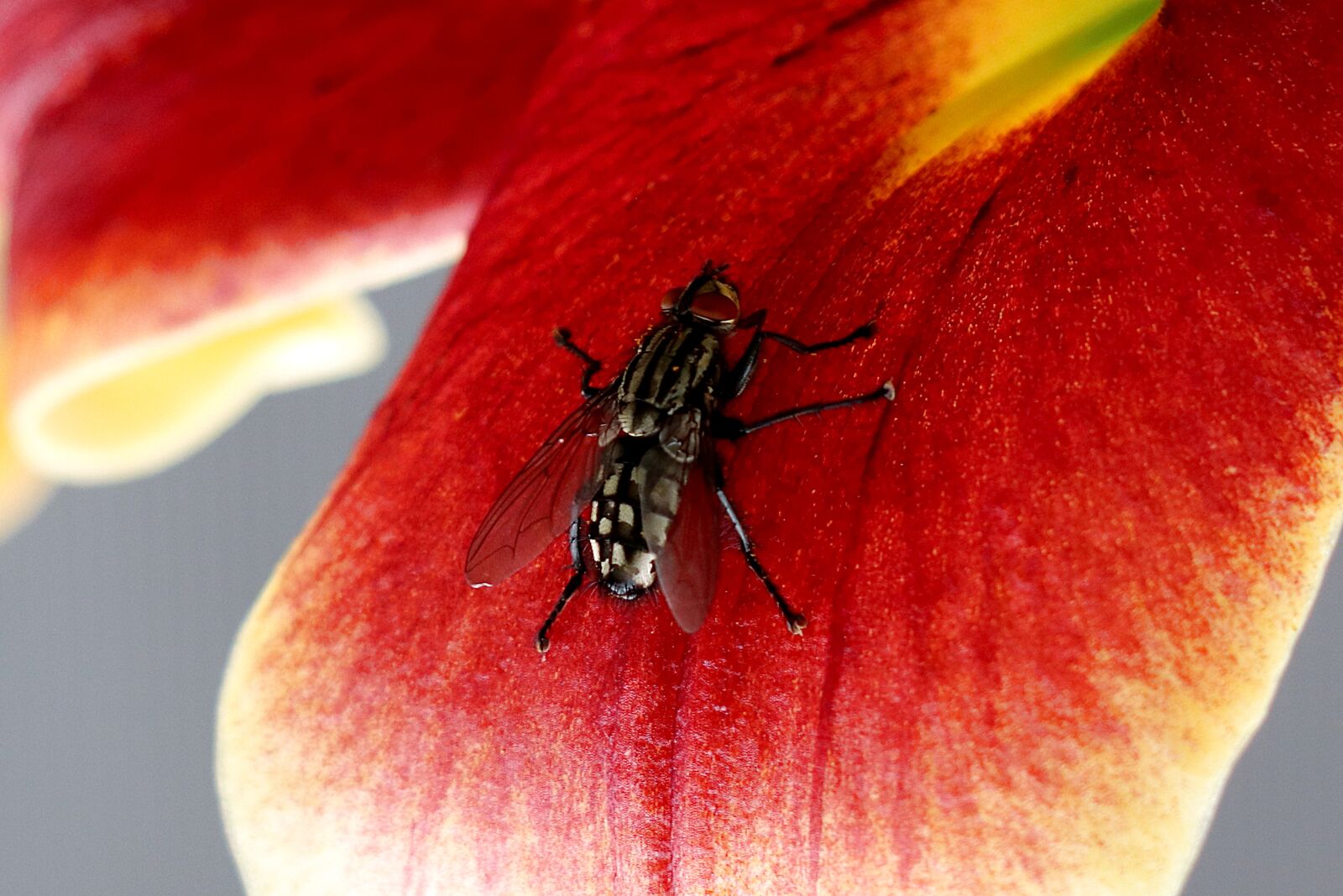 Canon EF 70-300 F4-5.6 IS II USM sample photo. Fly, insect, blossom photography