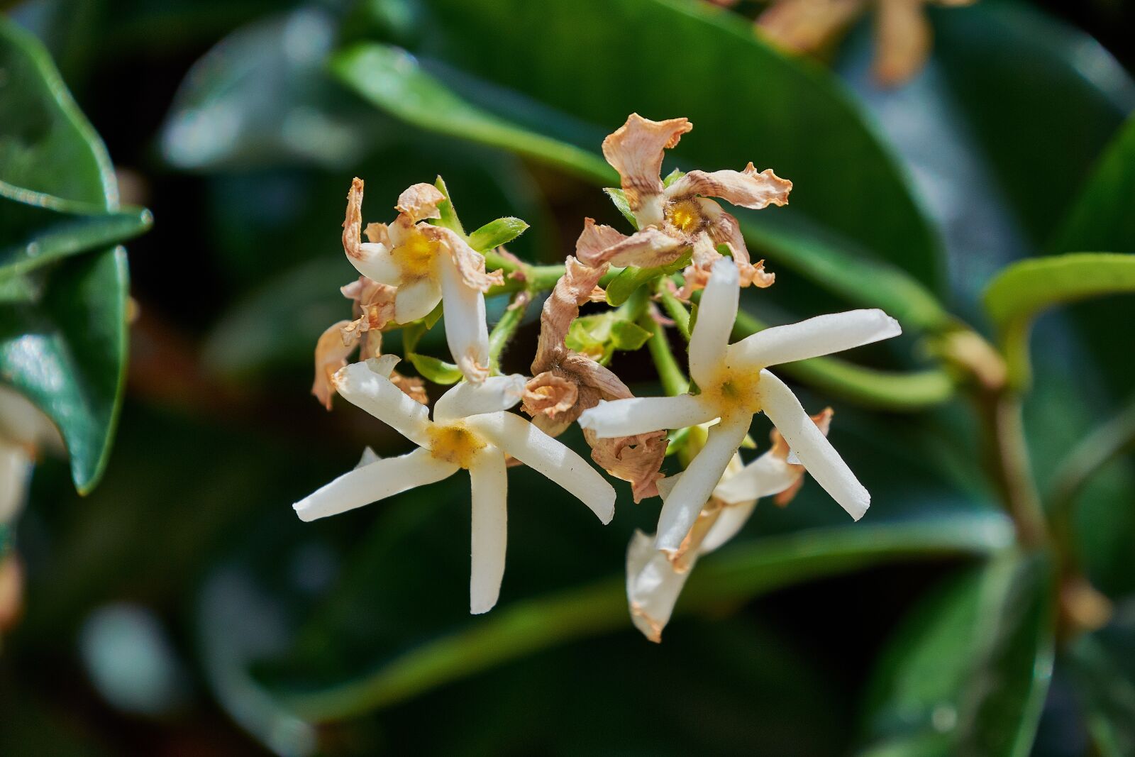 Nikon D7200 sample photo. Jasmine, flower, flowers photography