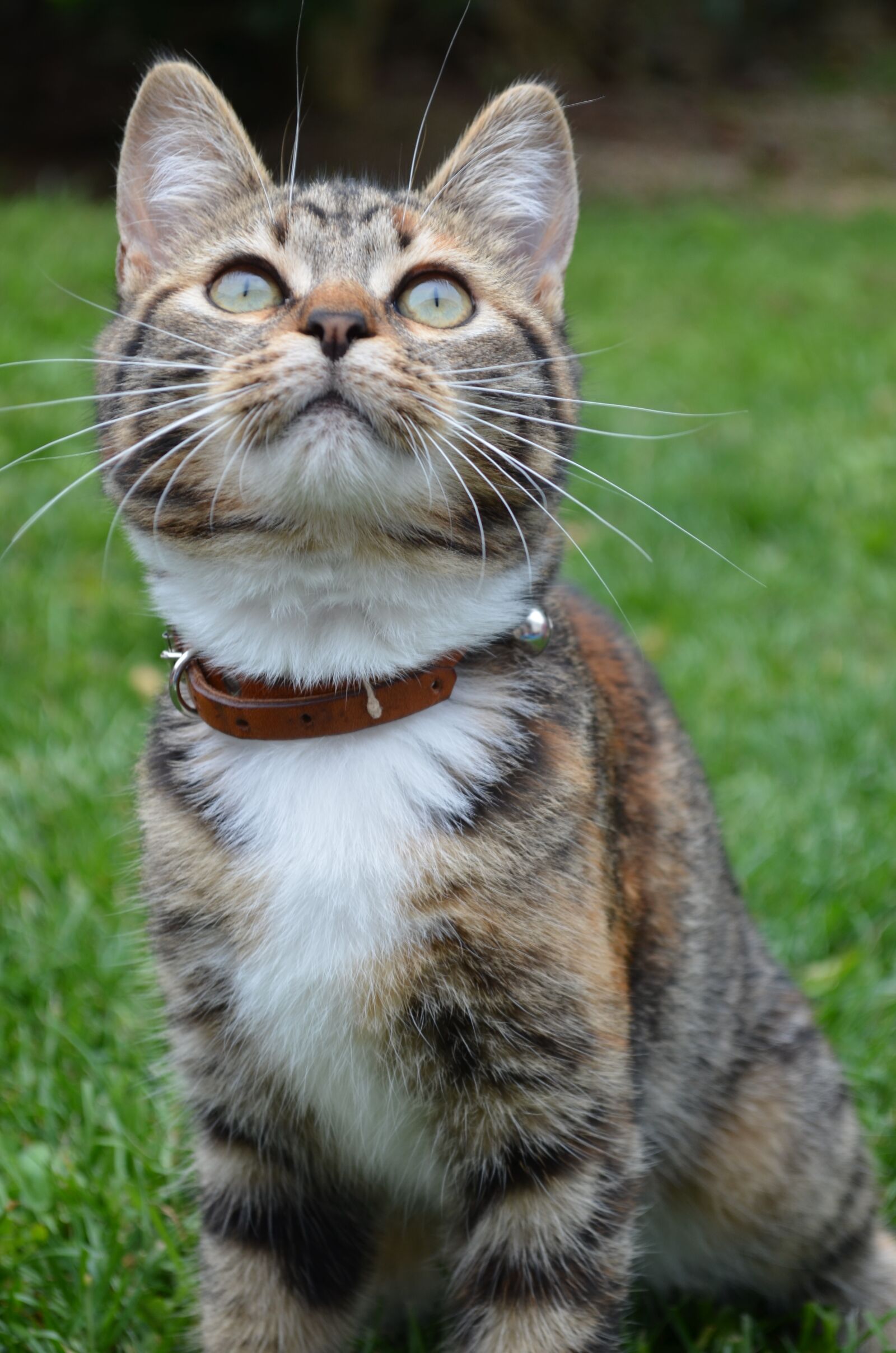 Nikon D5100 sample photo. Cat, animal, mammal photography