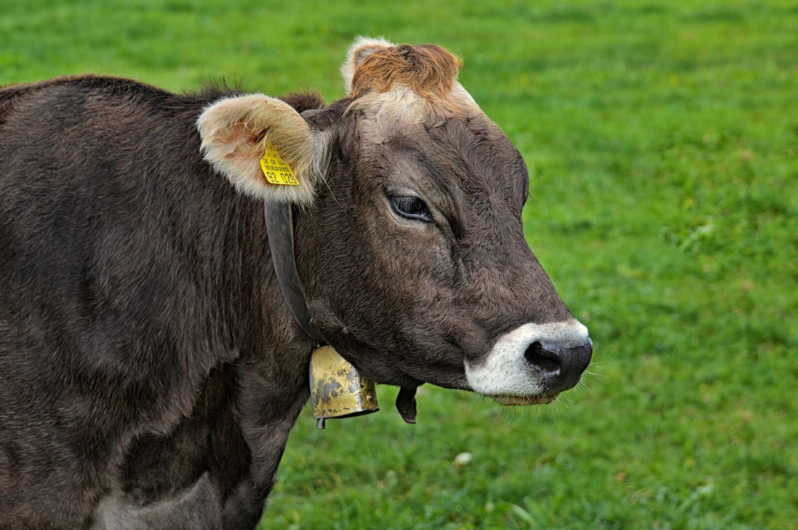 Nikon D3200 sample photo. Cow, allgäu, cows photography